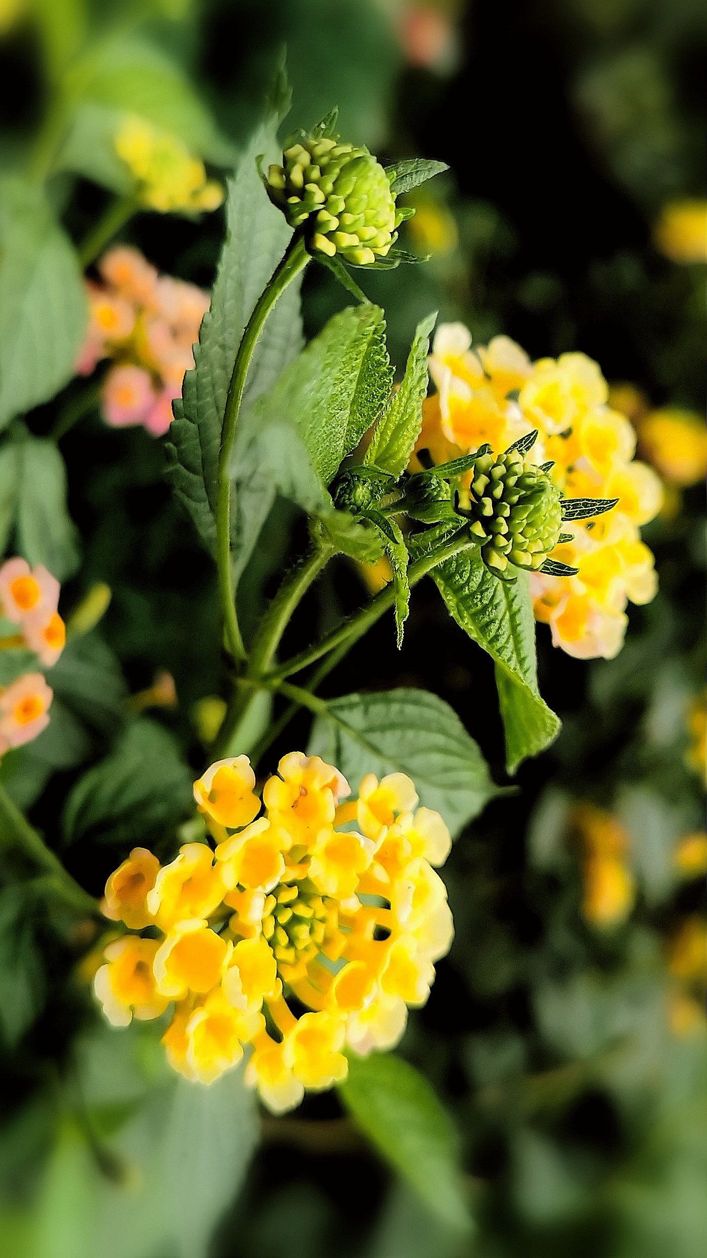 像佂家庭和睦的花五色梅Ⅴv首发