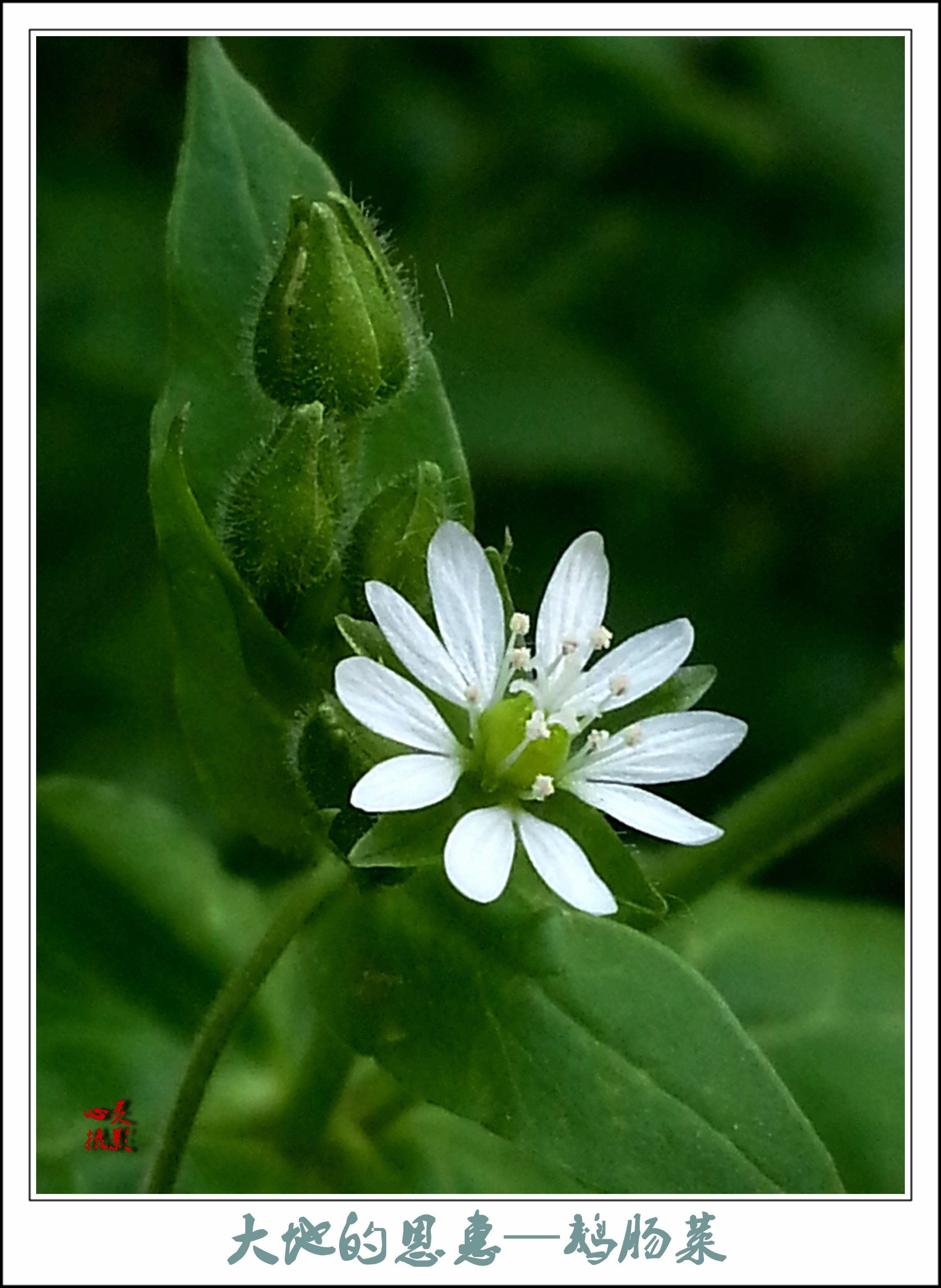 首发大地的恩惠鹅肠菜