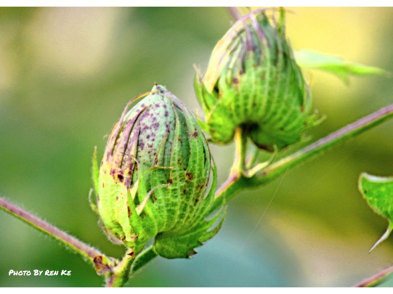【首发】陆地棉