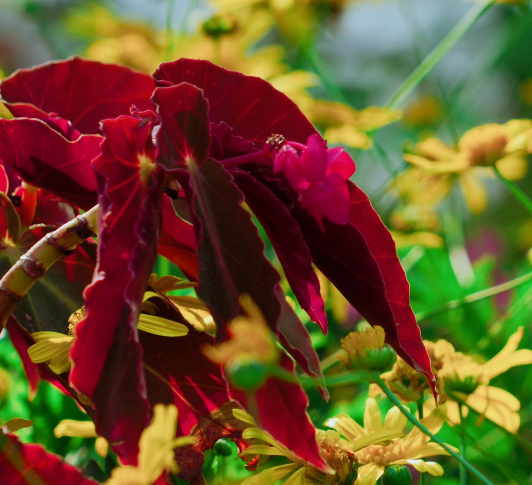 【原创首发】大红秋海棠
