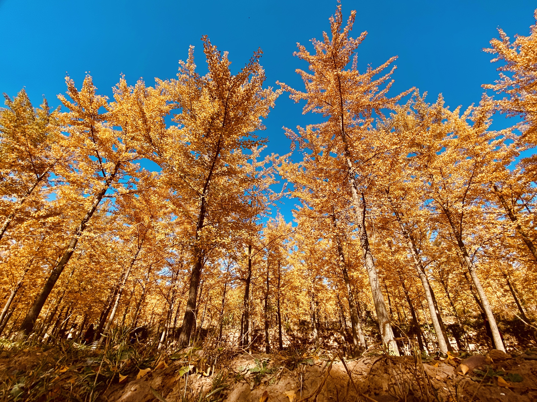 秋天最常见的树图片