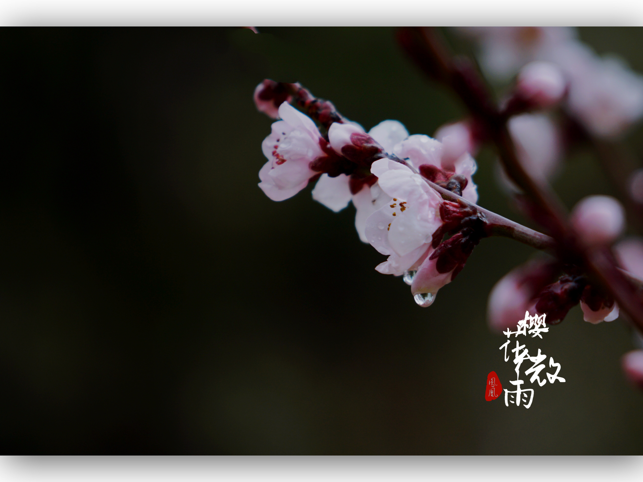 春雨贵如油.桃花微雨[首发]