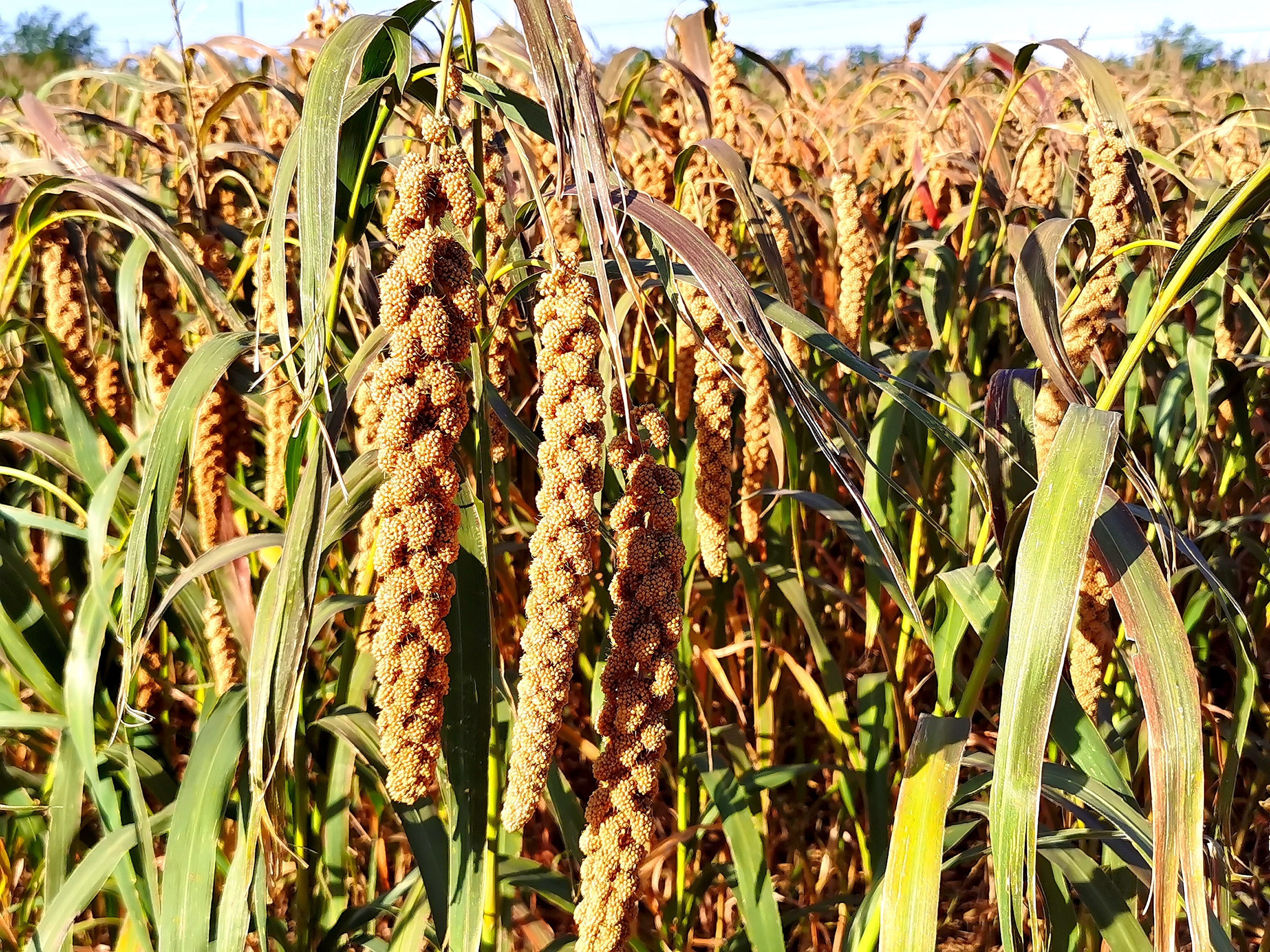 原创首发丰收的喜悦宁静向暖