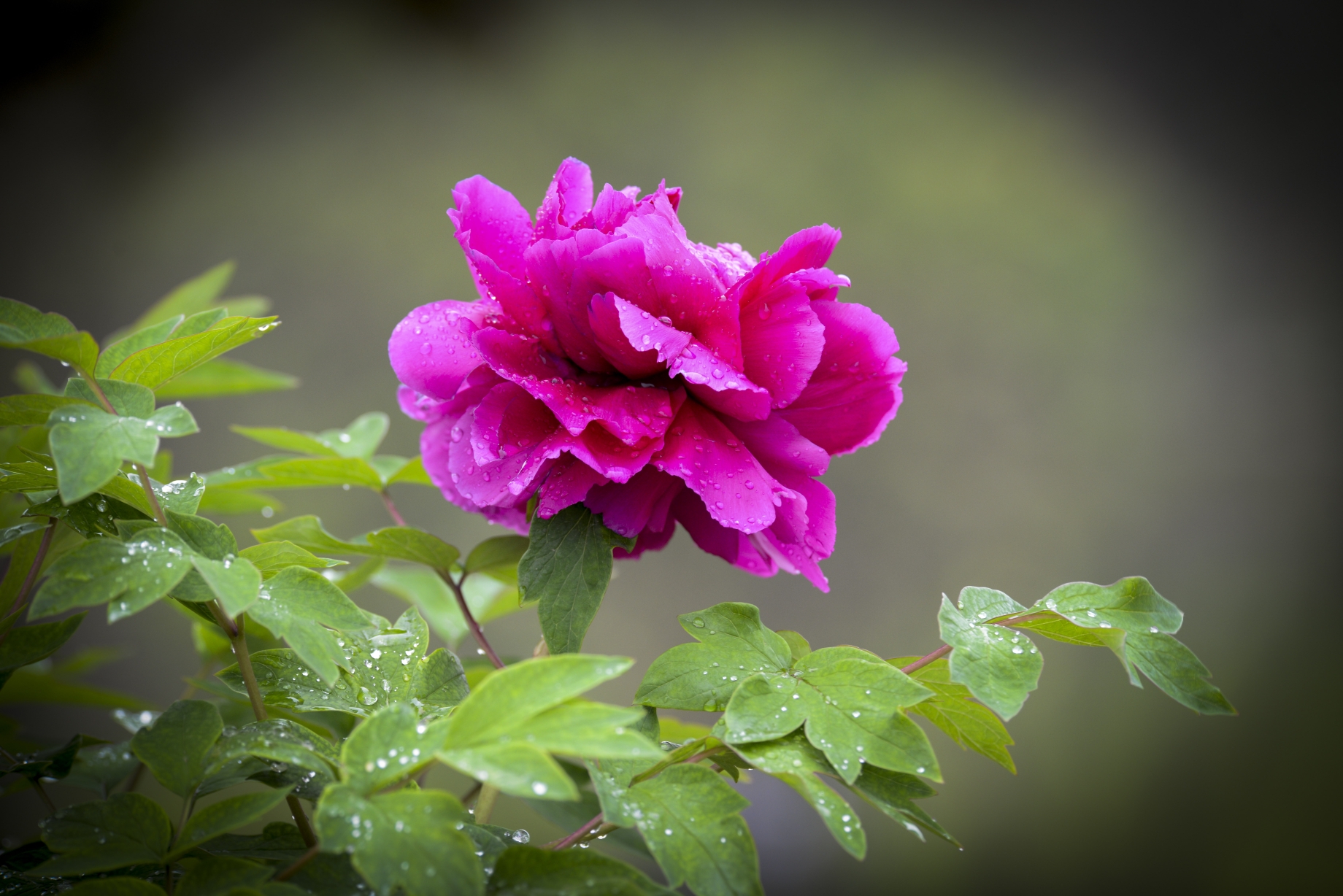 雨后牡丹真娇艳