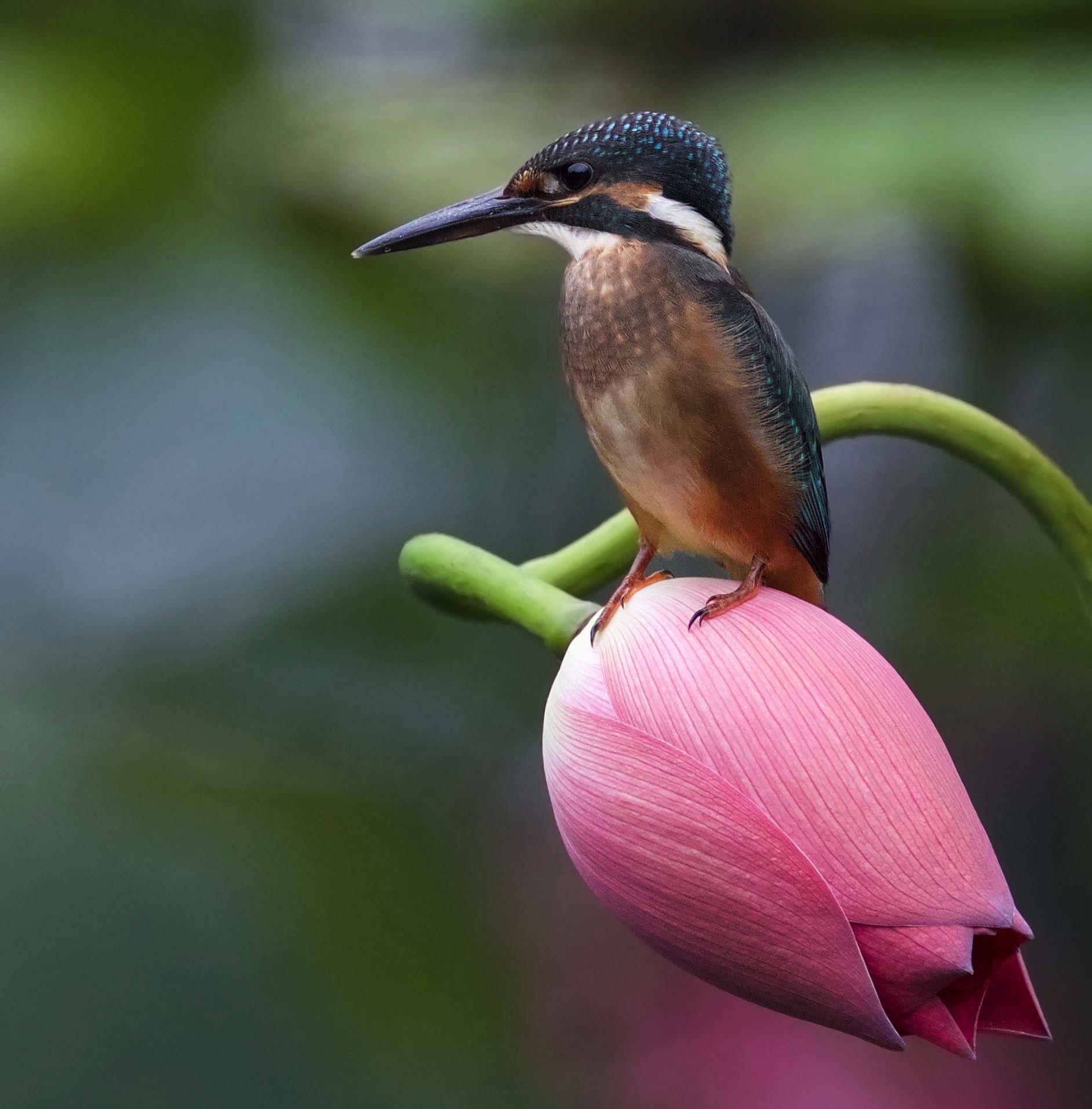 首发翠鸟荷花图一