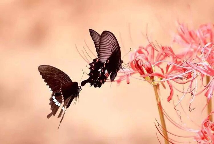 梁祝化蝶相思吟藏头