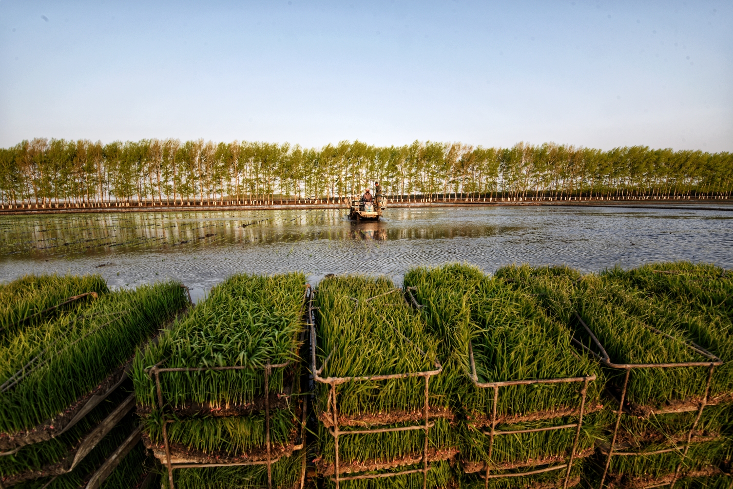 农垦建三江管理局七星农场的水稻田承包户已经开始插秧,现在农业机械