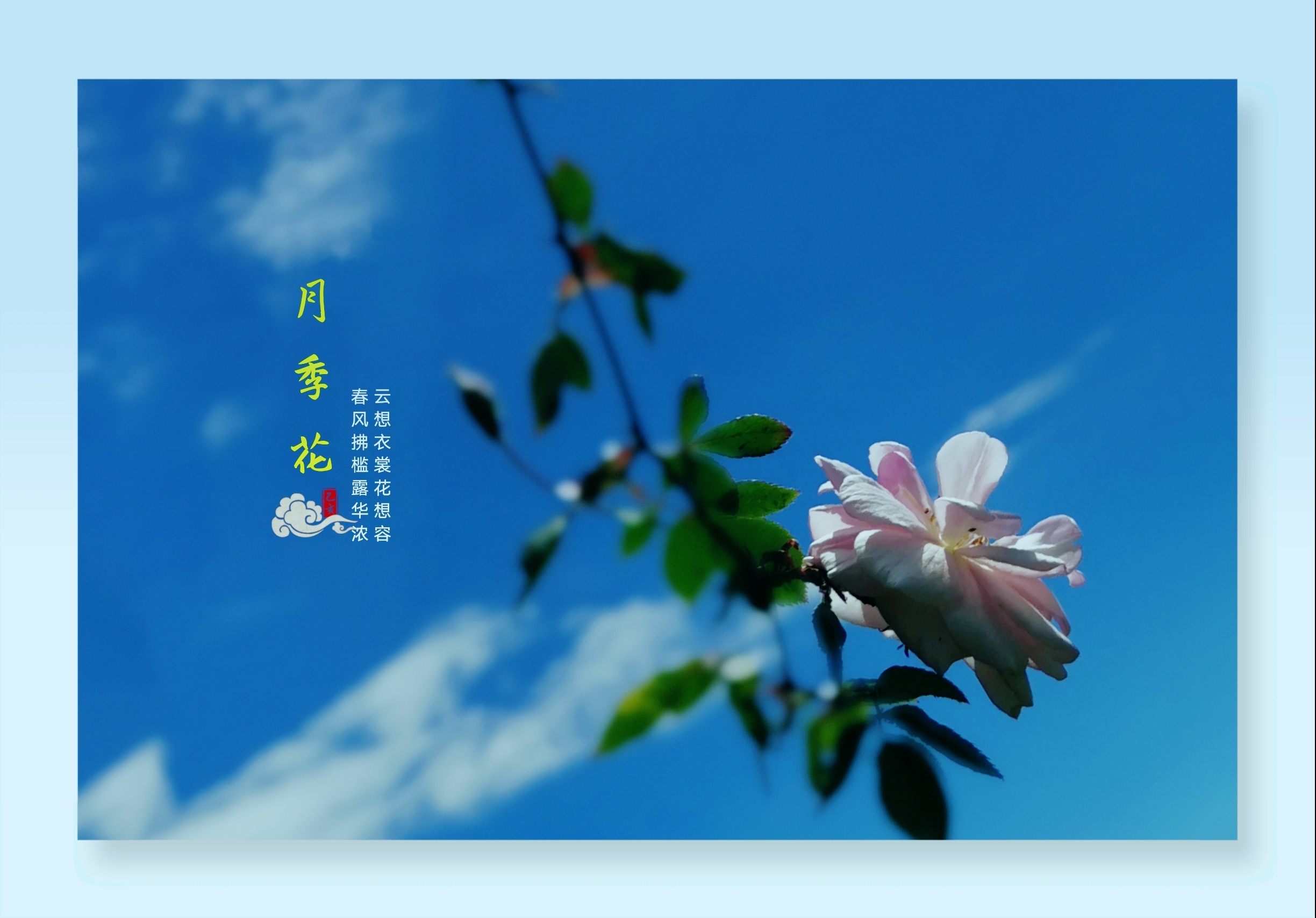 首发花开无语余香阵阵花中皇后月季花