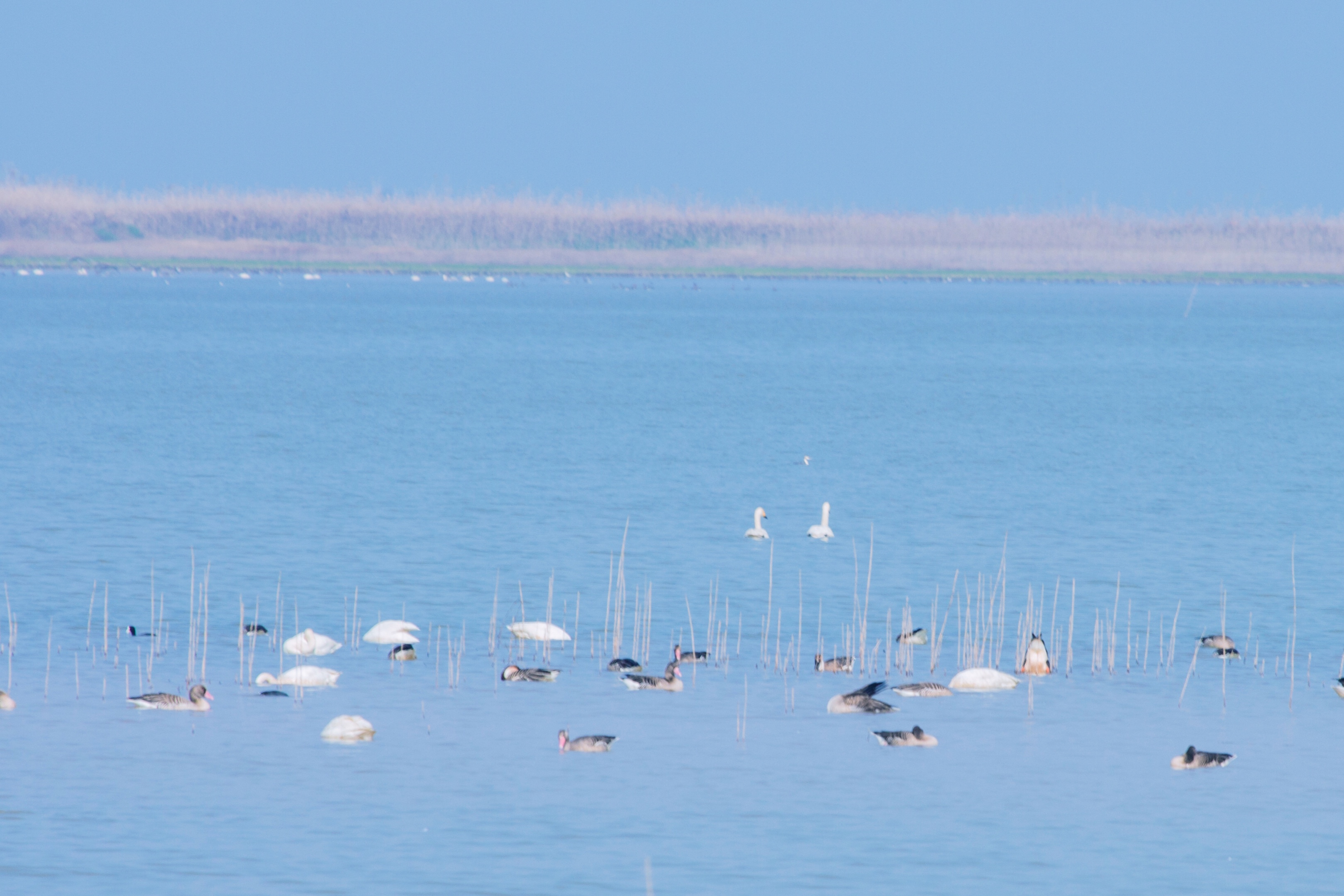 初入南矶山候鸟保护区【首发】
