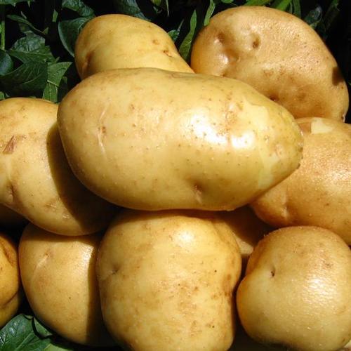 马铃薯图片来源网络