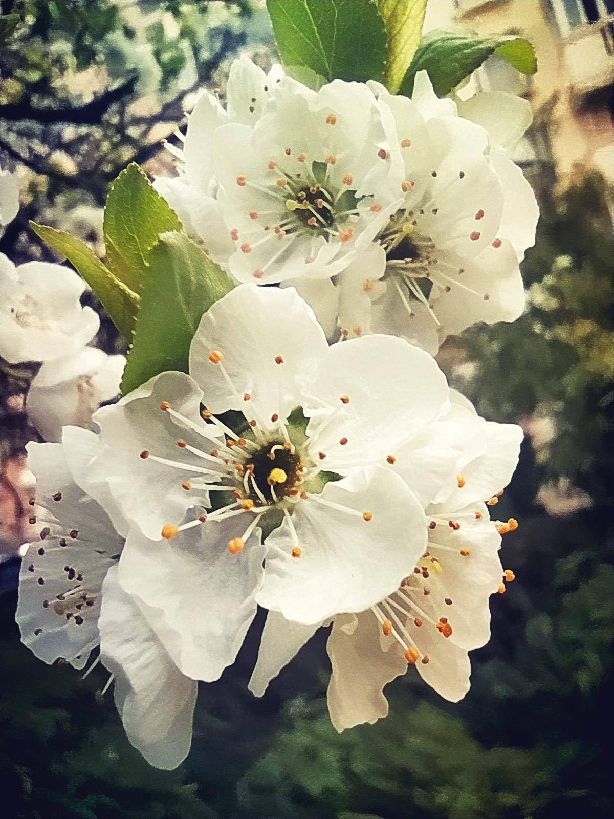 《踏青游李花晏灿》