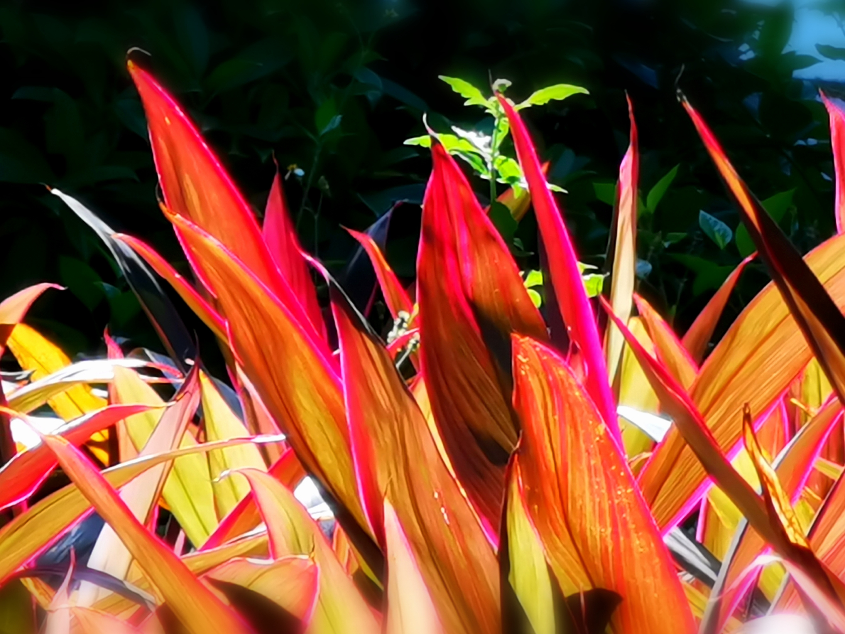 【首发】亮叶朱蕉