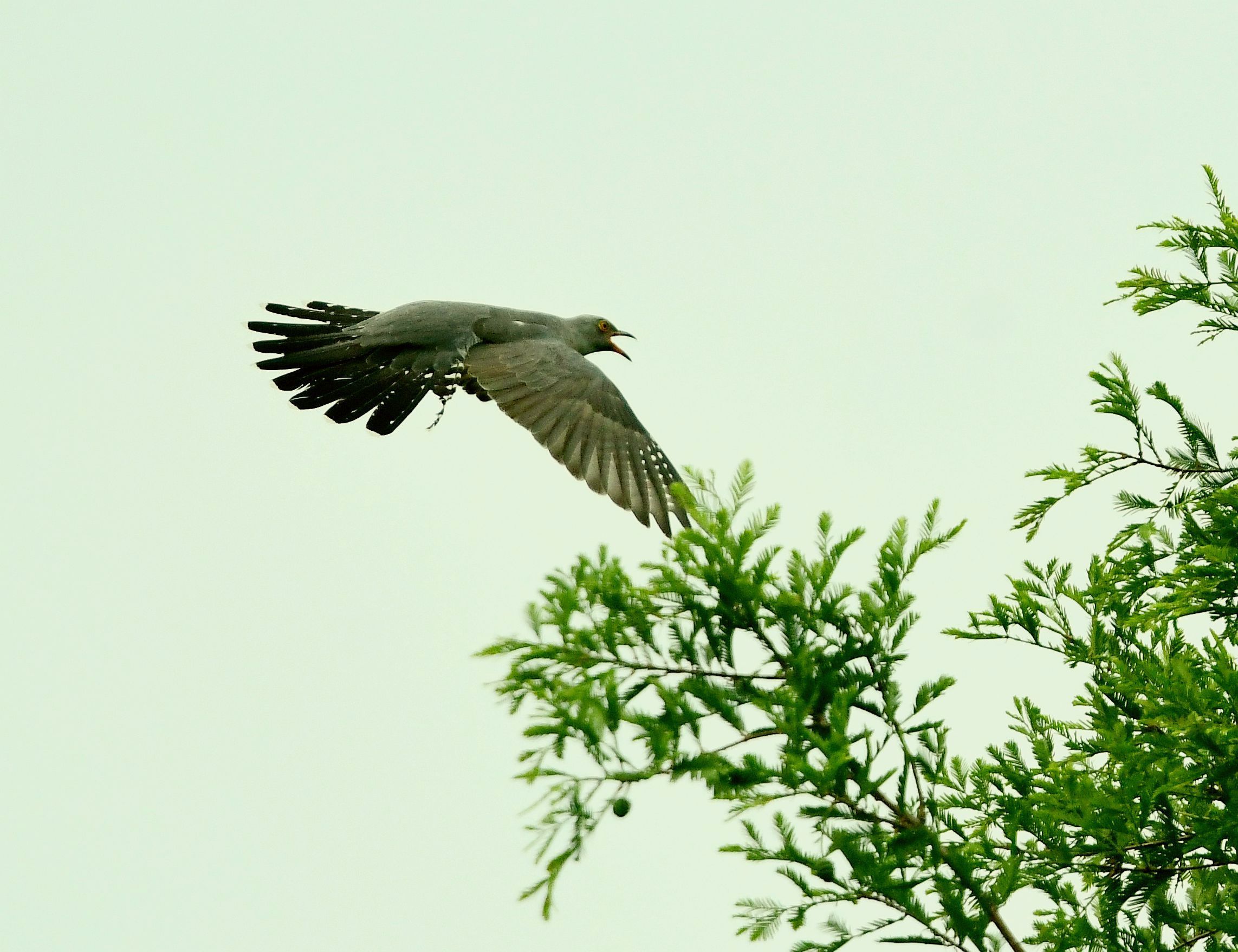 奥森公园拍鸟记录首发