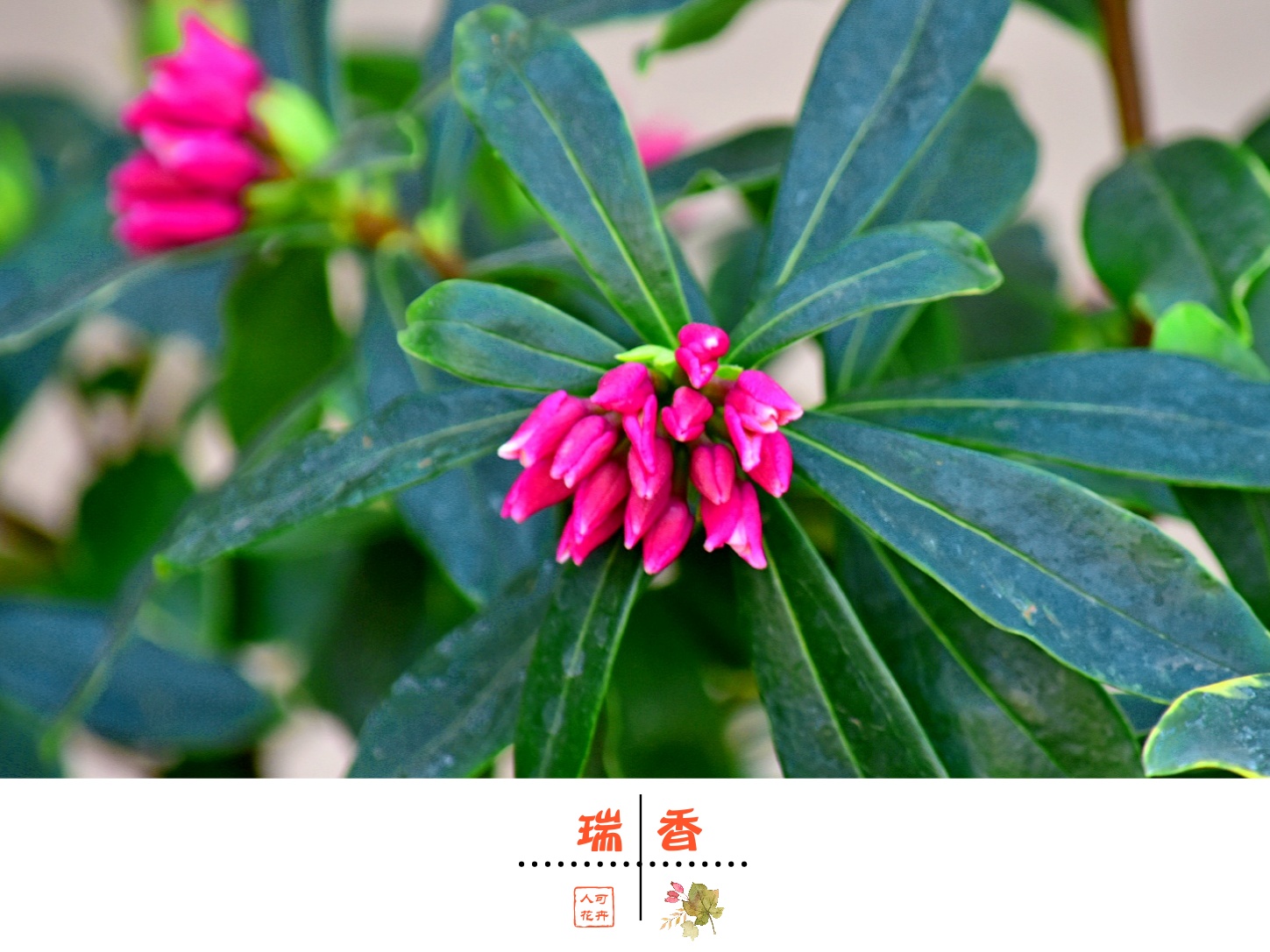 【首发】瑞香献瑞迎新春