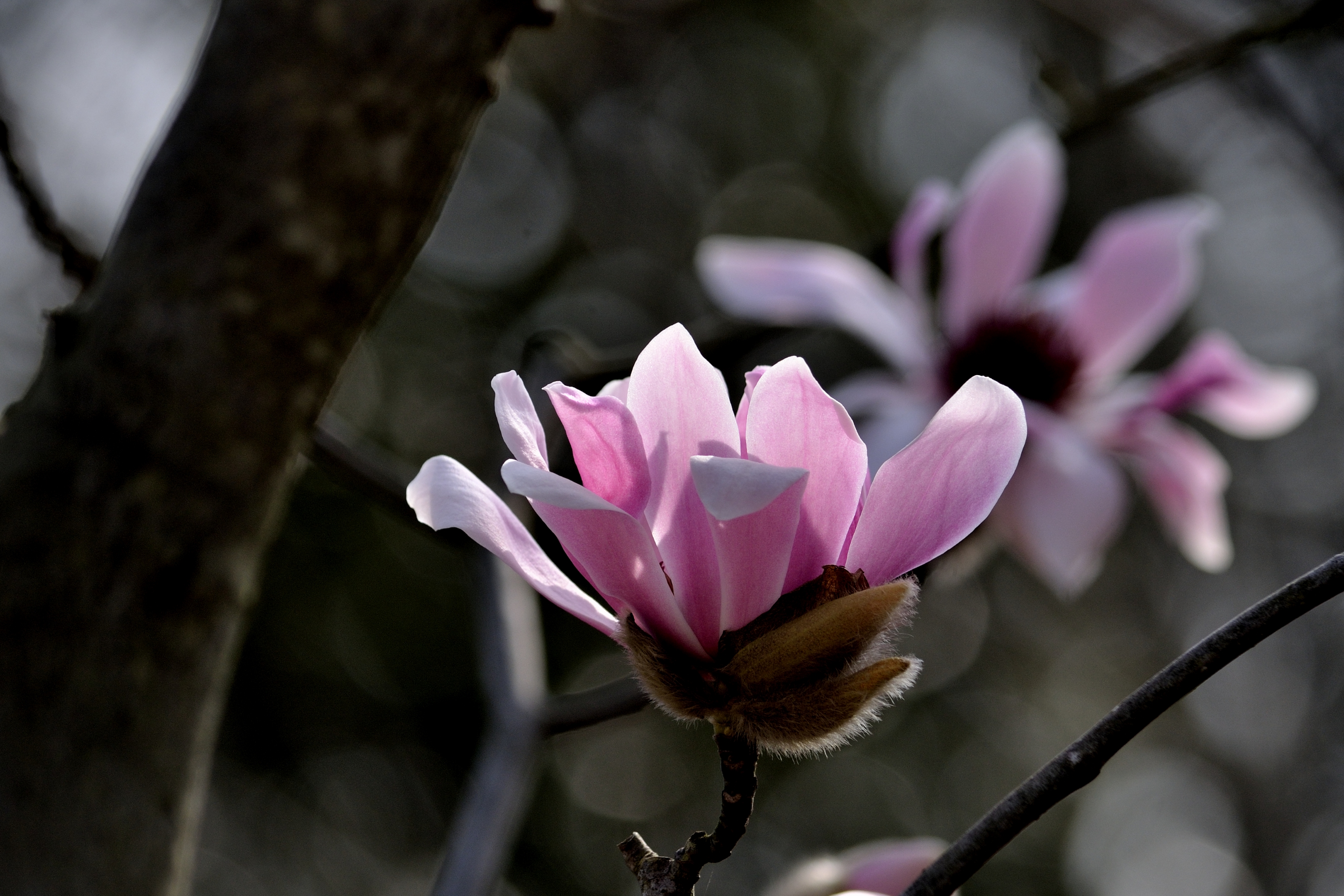 玉兰系列一早花武当玉兰(首发)