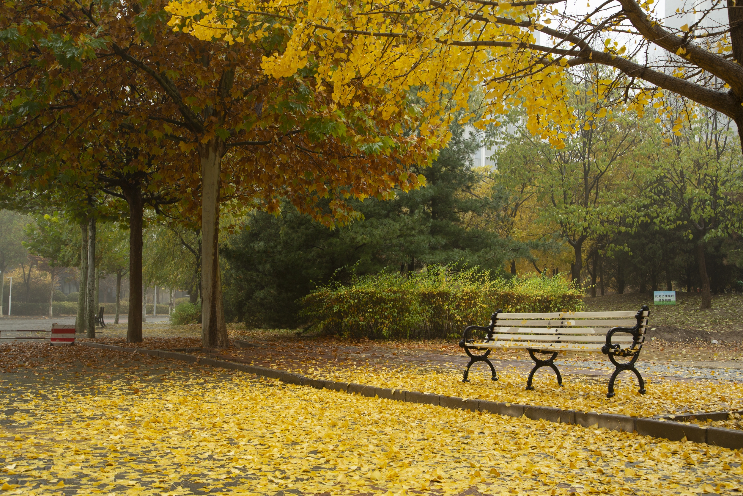 雨中梧桐不寂寞 (原创,首发)