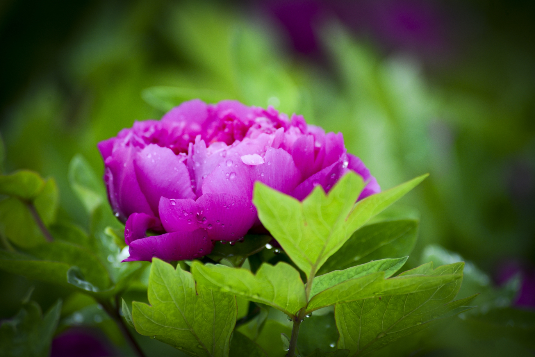 雨后牡丹真娇艳