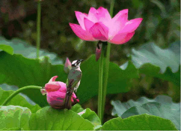 599_435gif 动态图 动图