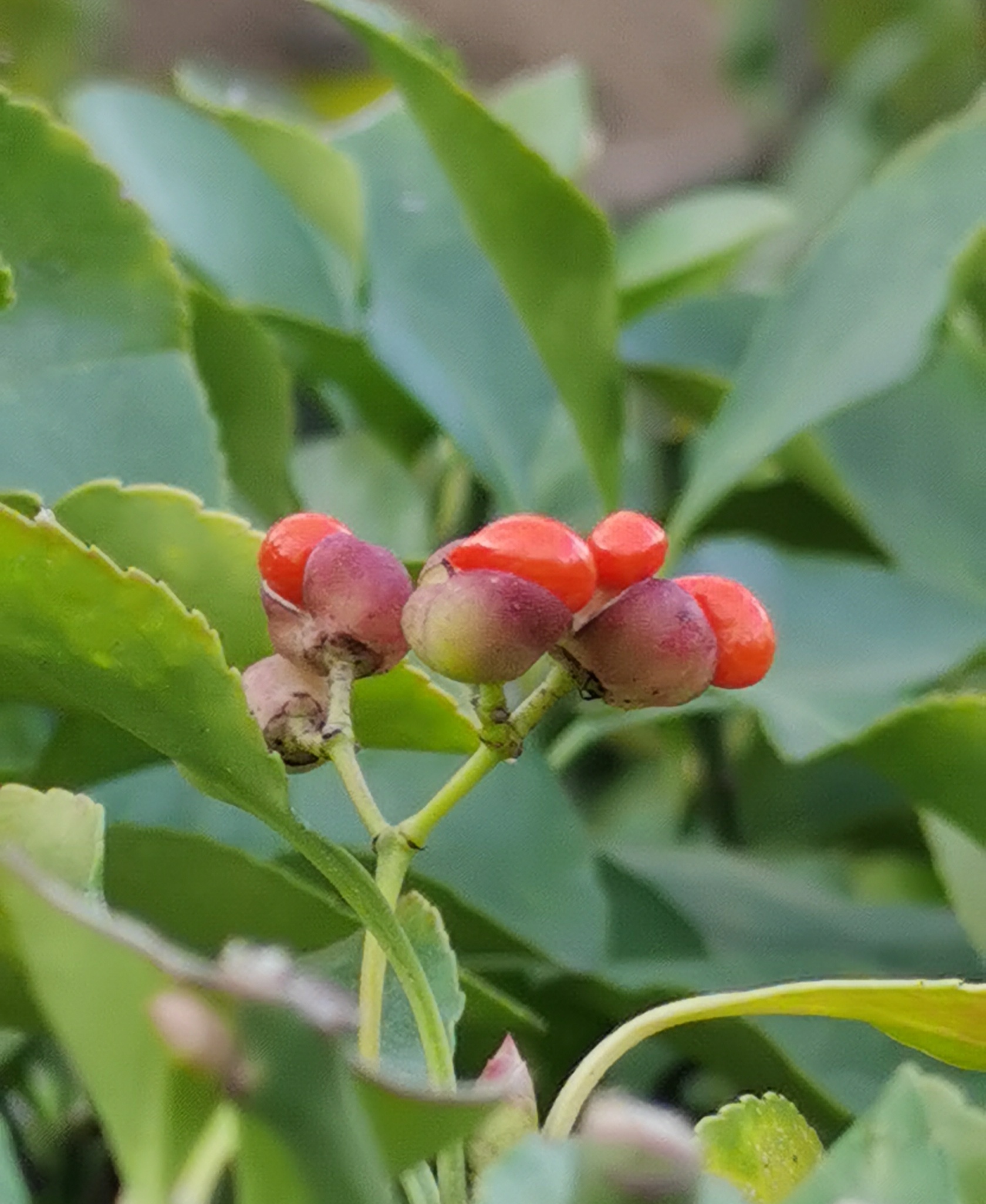 首发慈悲的冬青卫矛