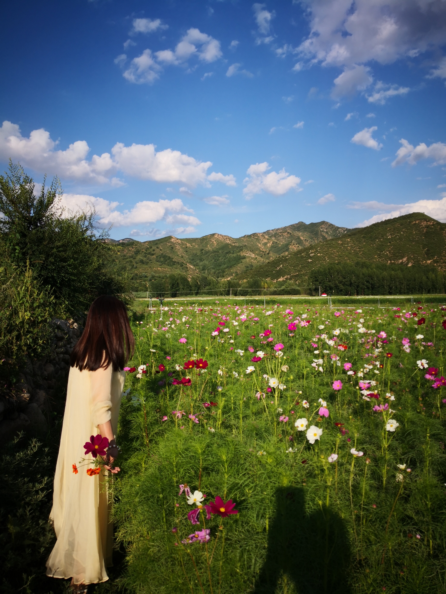 陌上花開