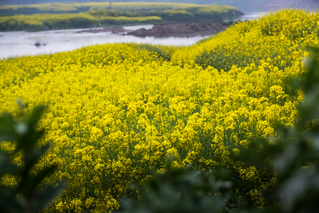 两河口村油菜花图片