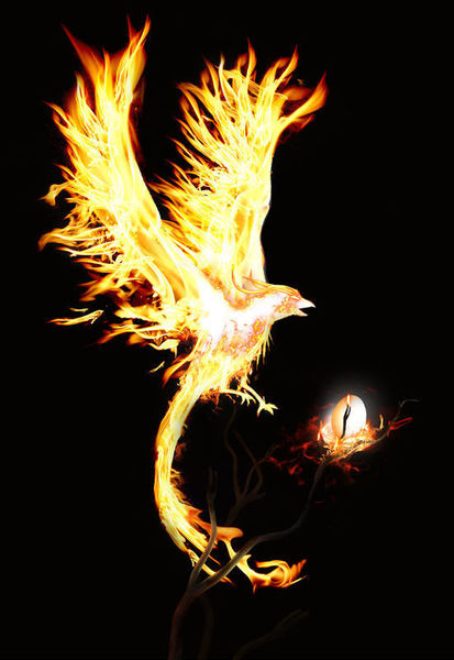 凤凰涅磐我的人生之路