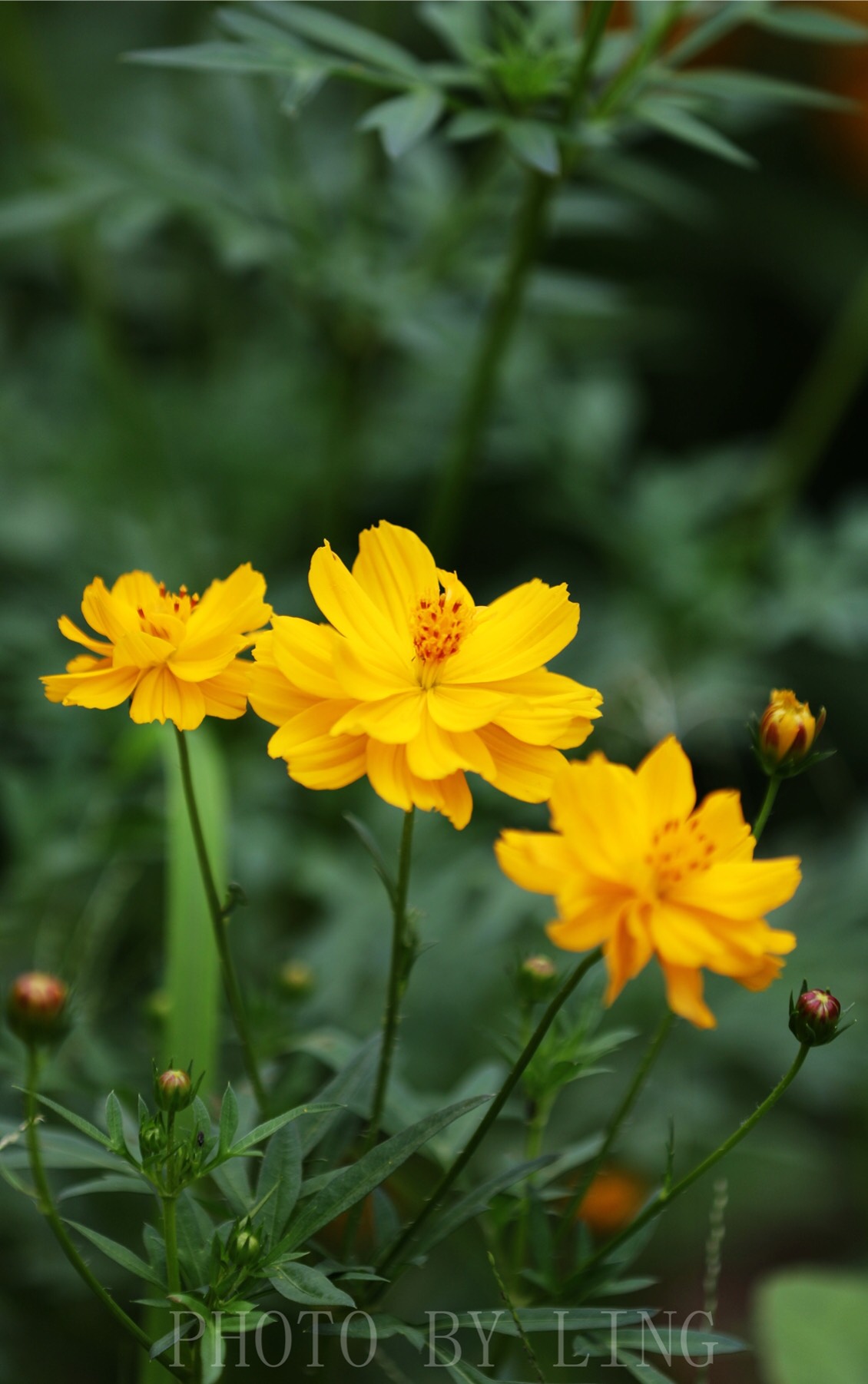 灿烂夏花送给最可爱的人