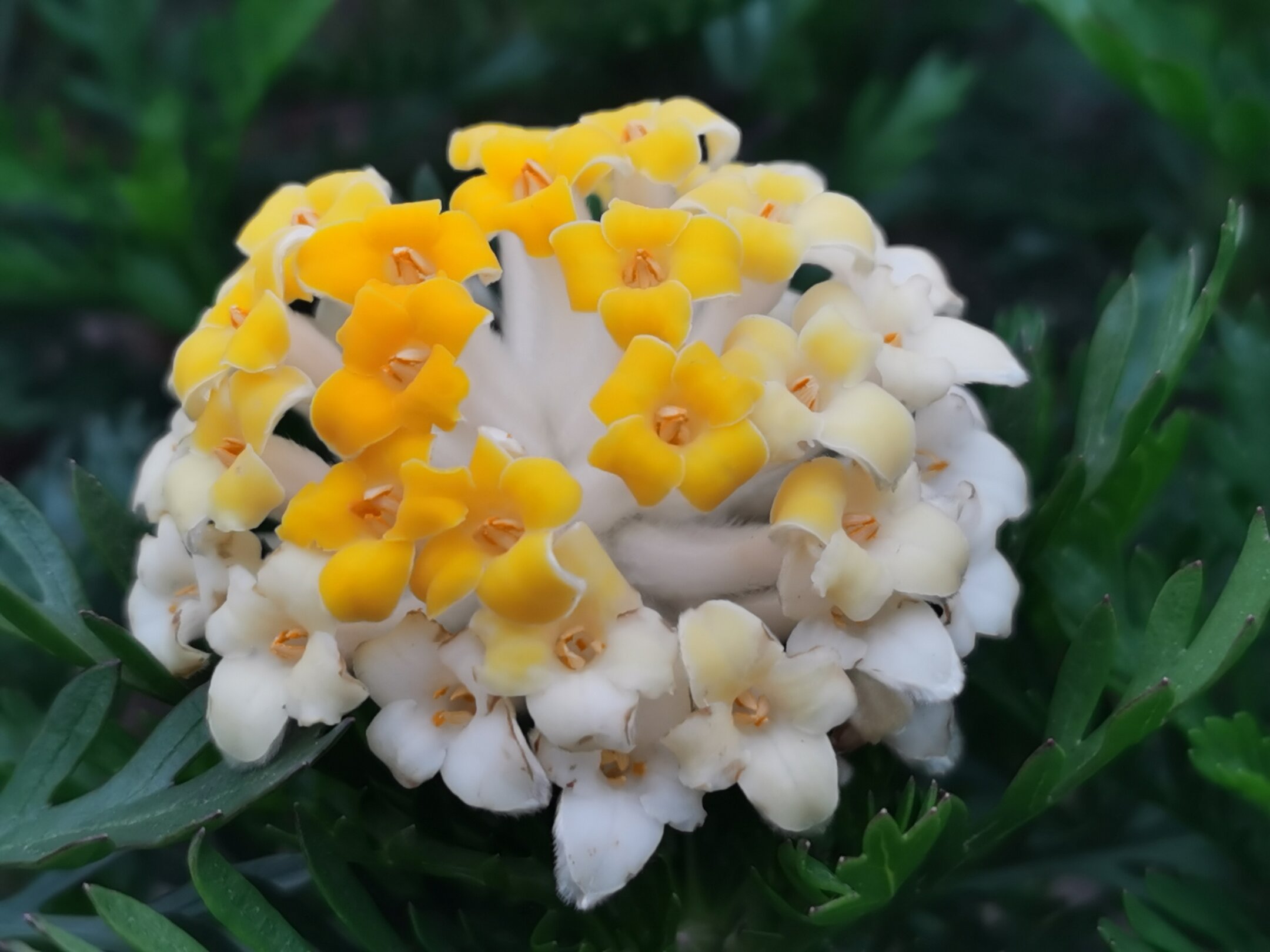 西窗剪烛诗词合集第十二集结香花迎春花原创首发