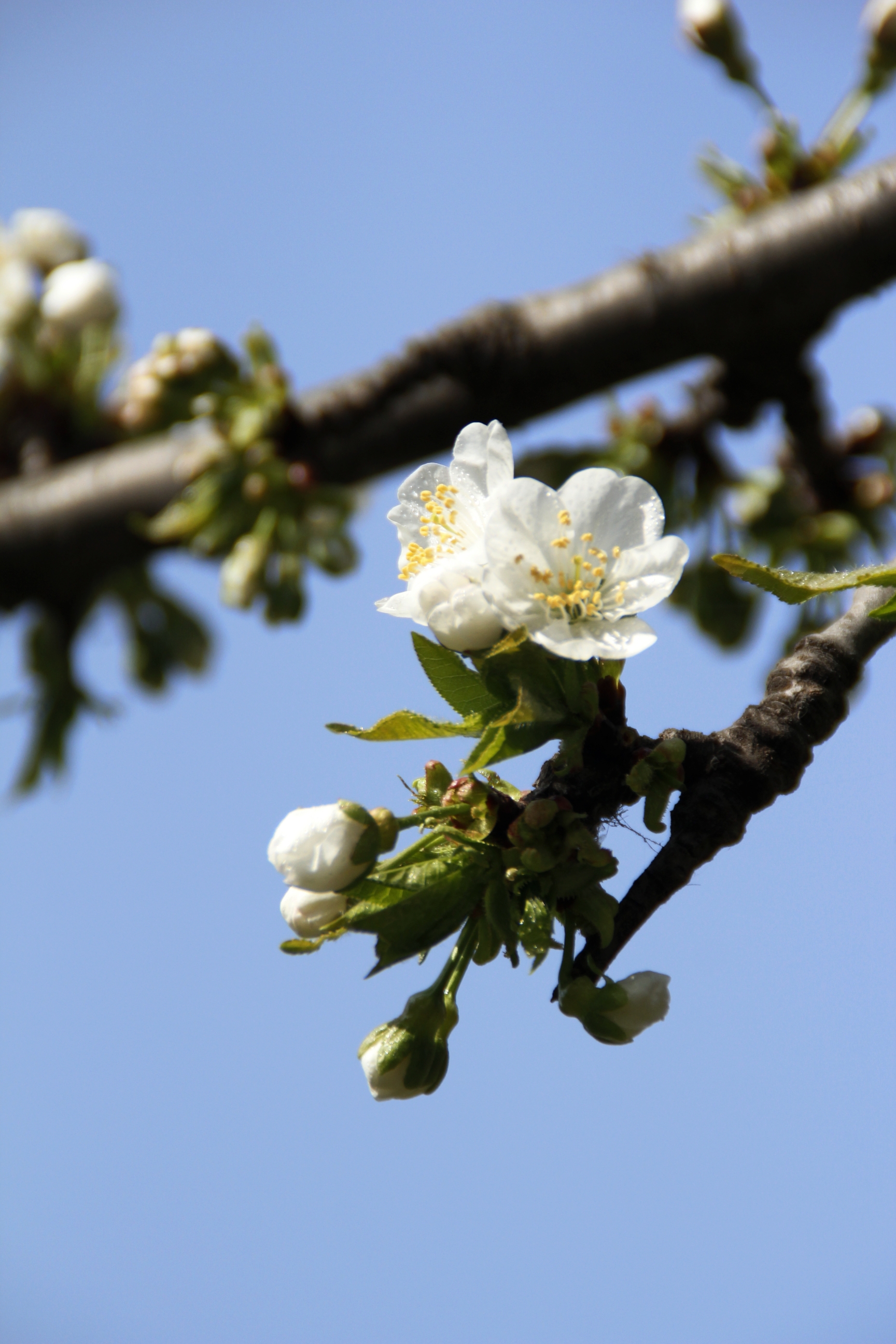 首发李花怒放一树白