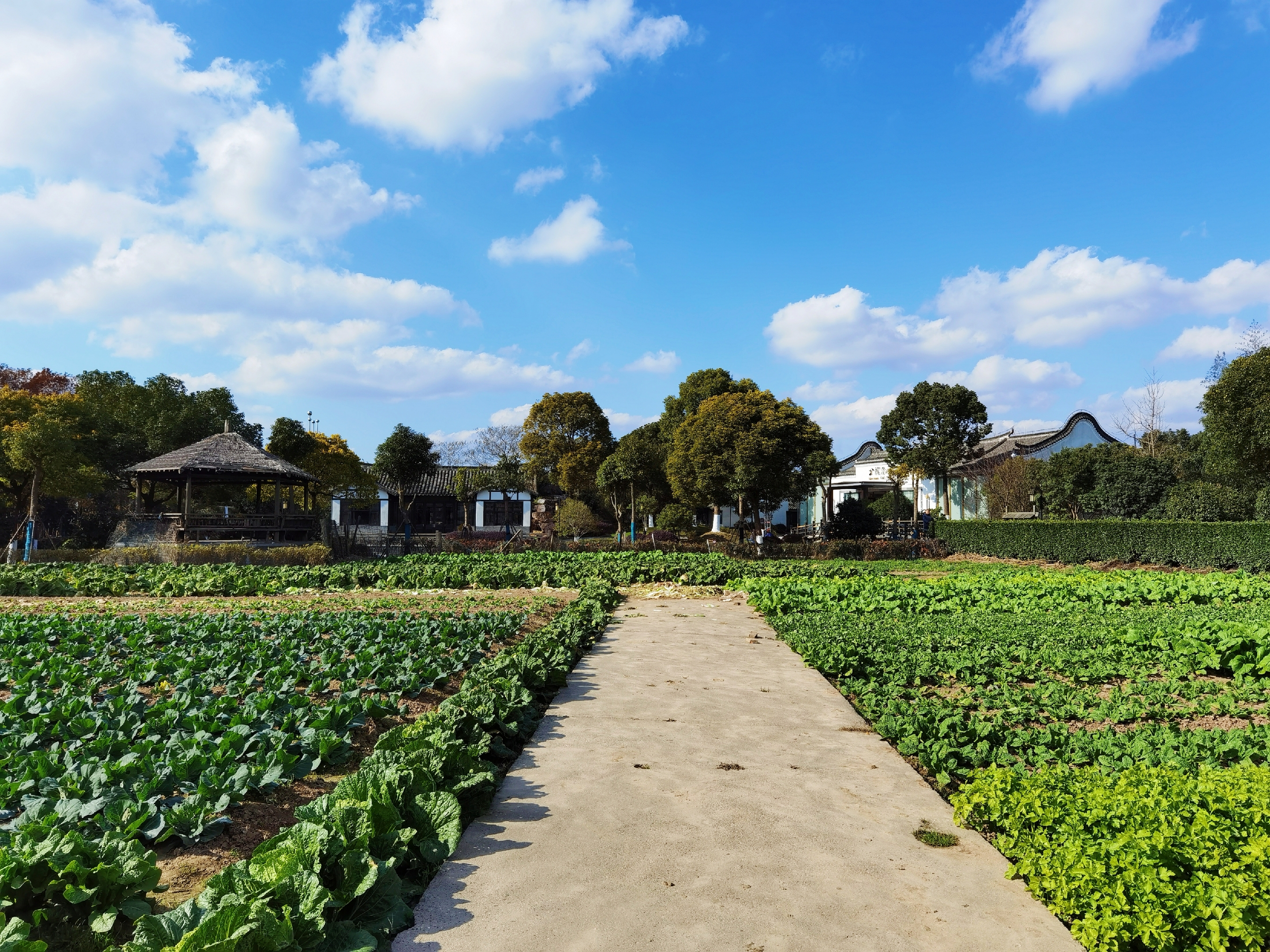 恋上一片乡村风光首发