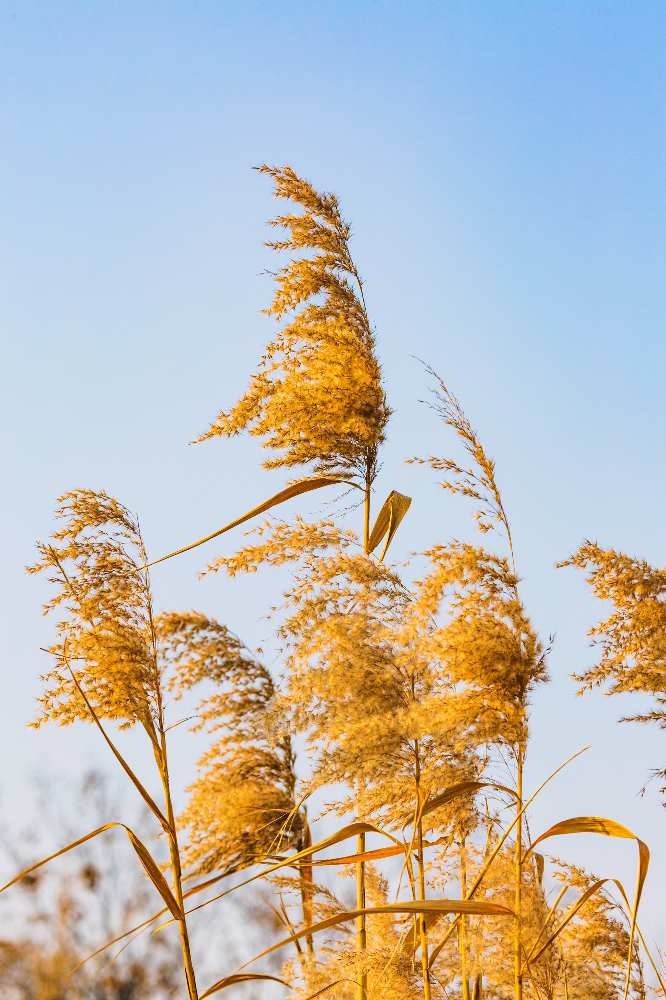 芦花飞舞漫天霜首发
