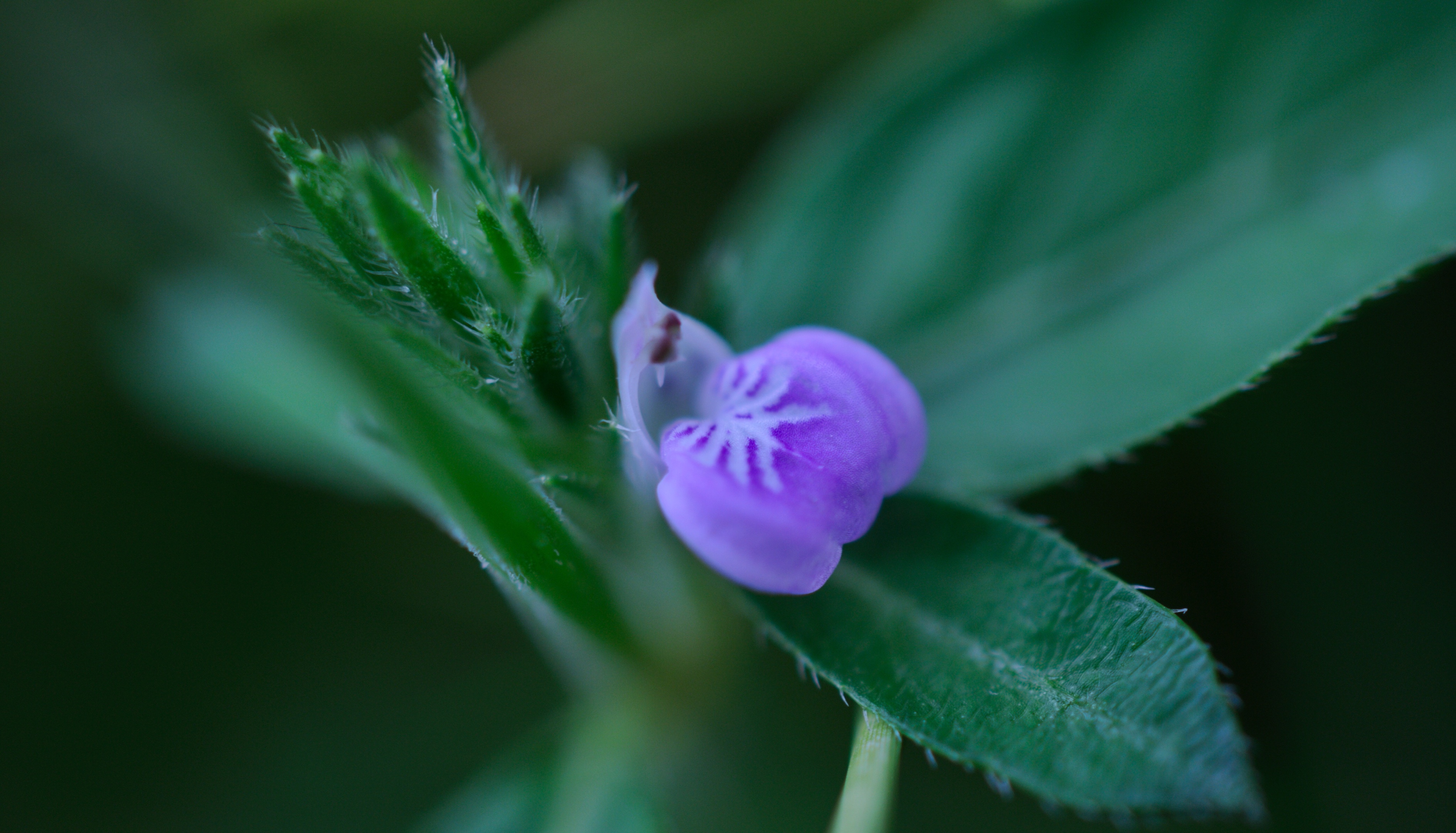 开花的鸡毛掸子爵床