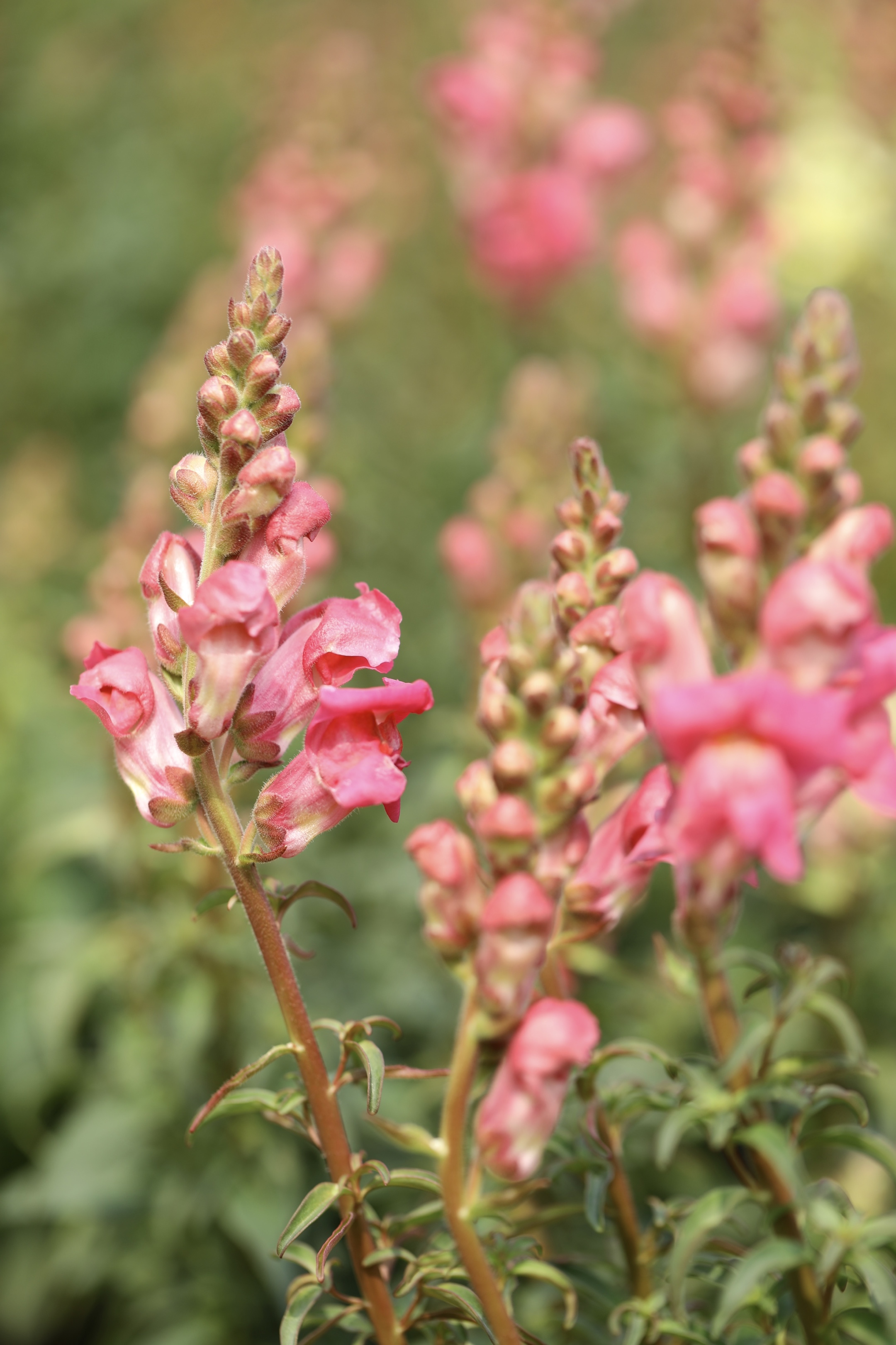 首发粉色金鱼草