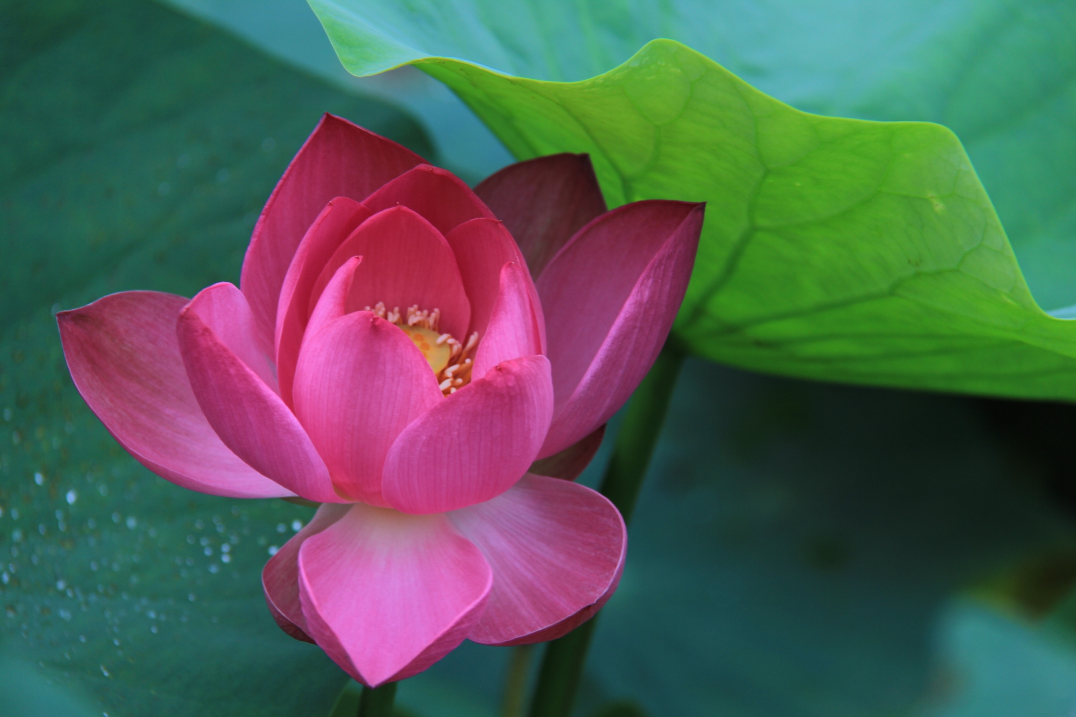 睡莲通常也被叫作莲花,睡莲与荷花是同科不同属的植物.