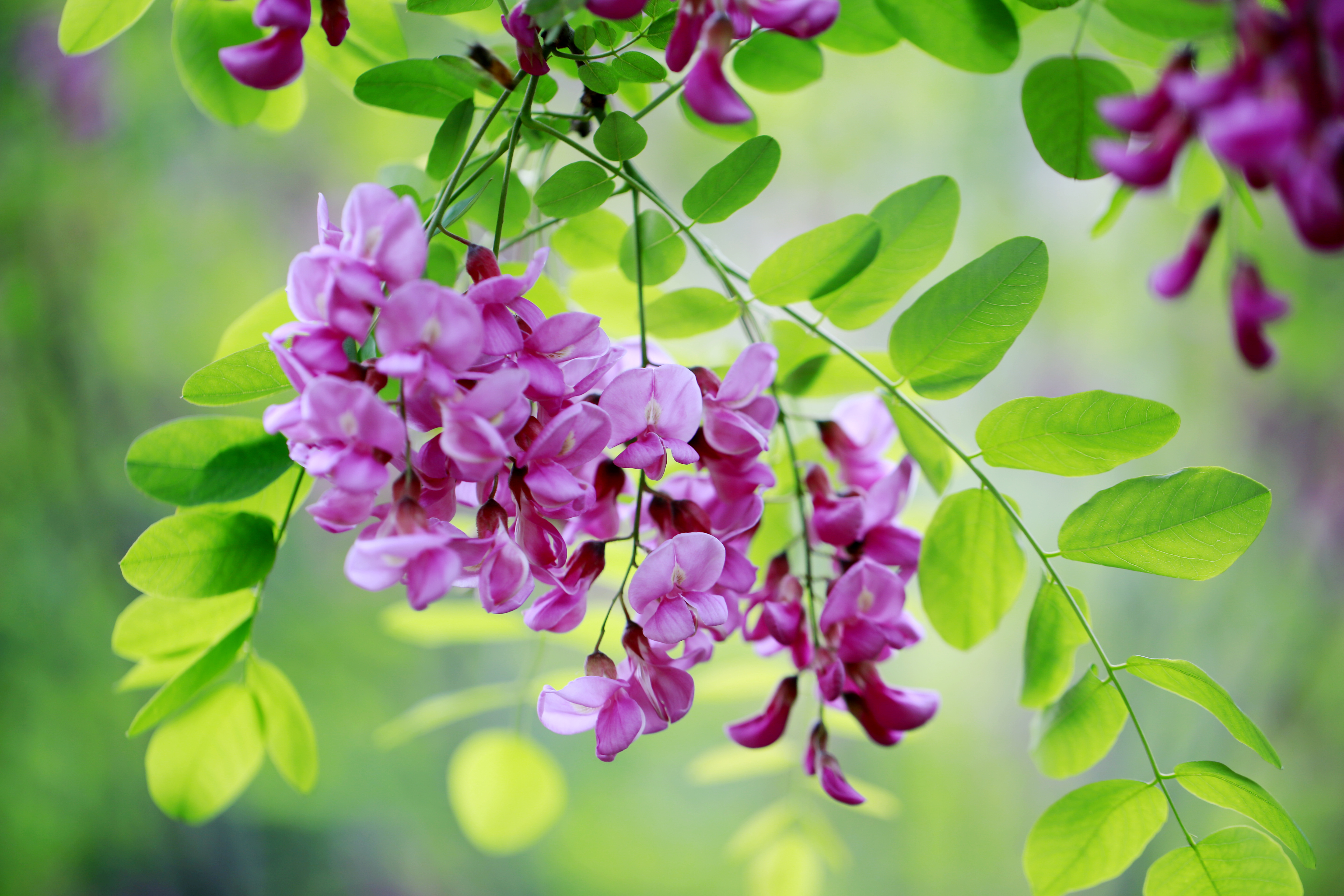 紫色槐花叫什么名字图片