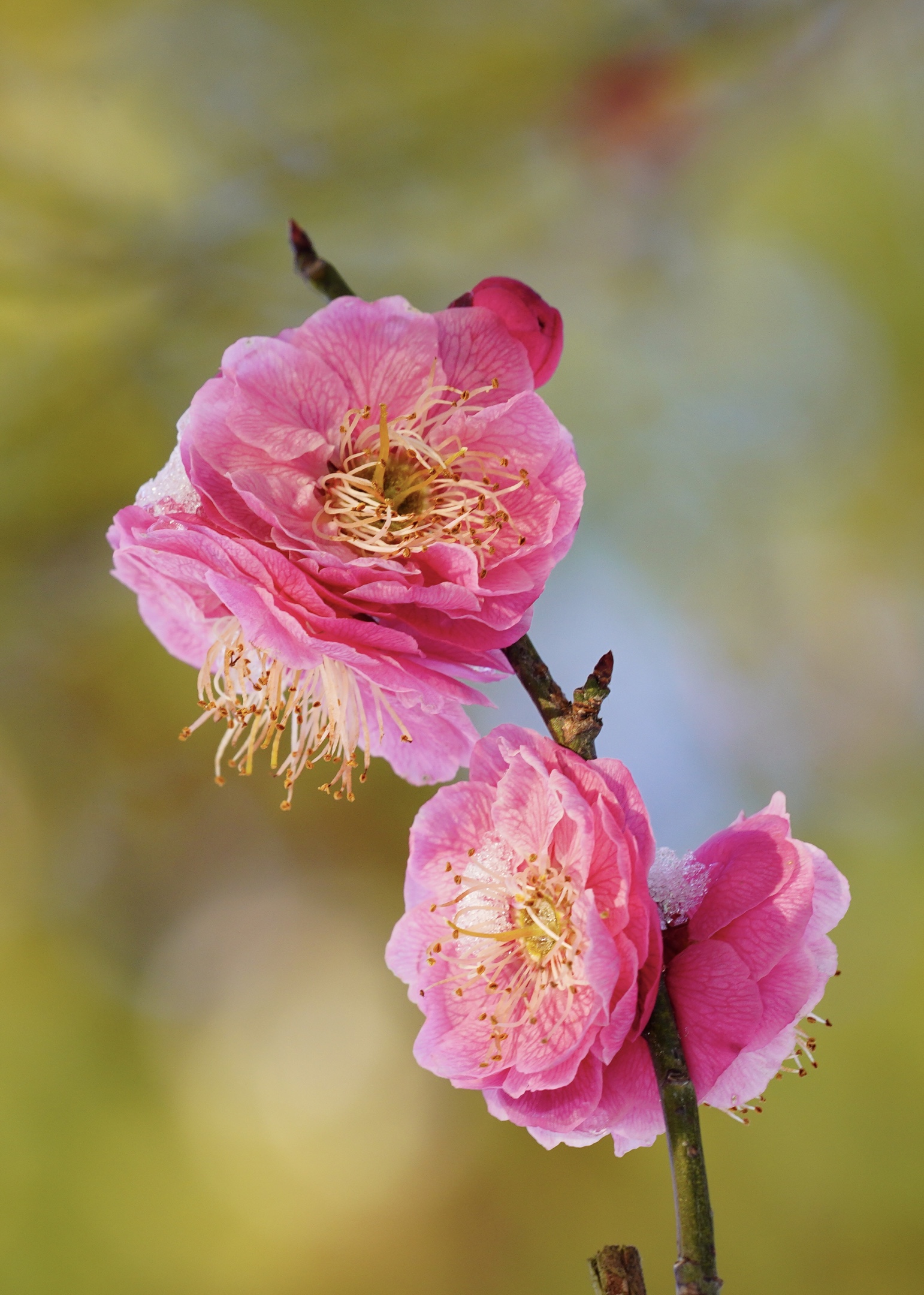 冰姿玉骨清香来