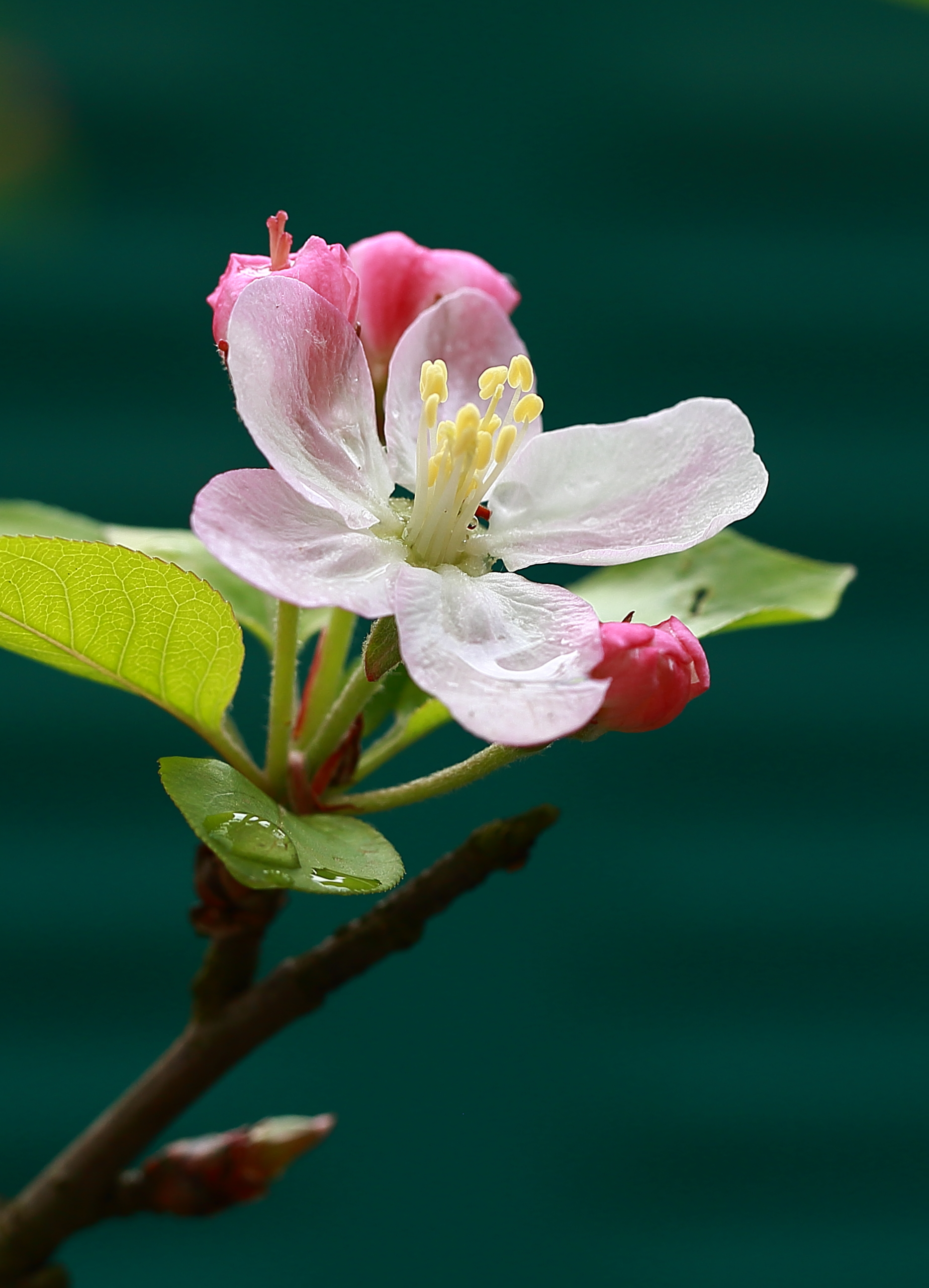 摄影随笔:春海棠的样子