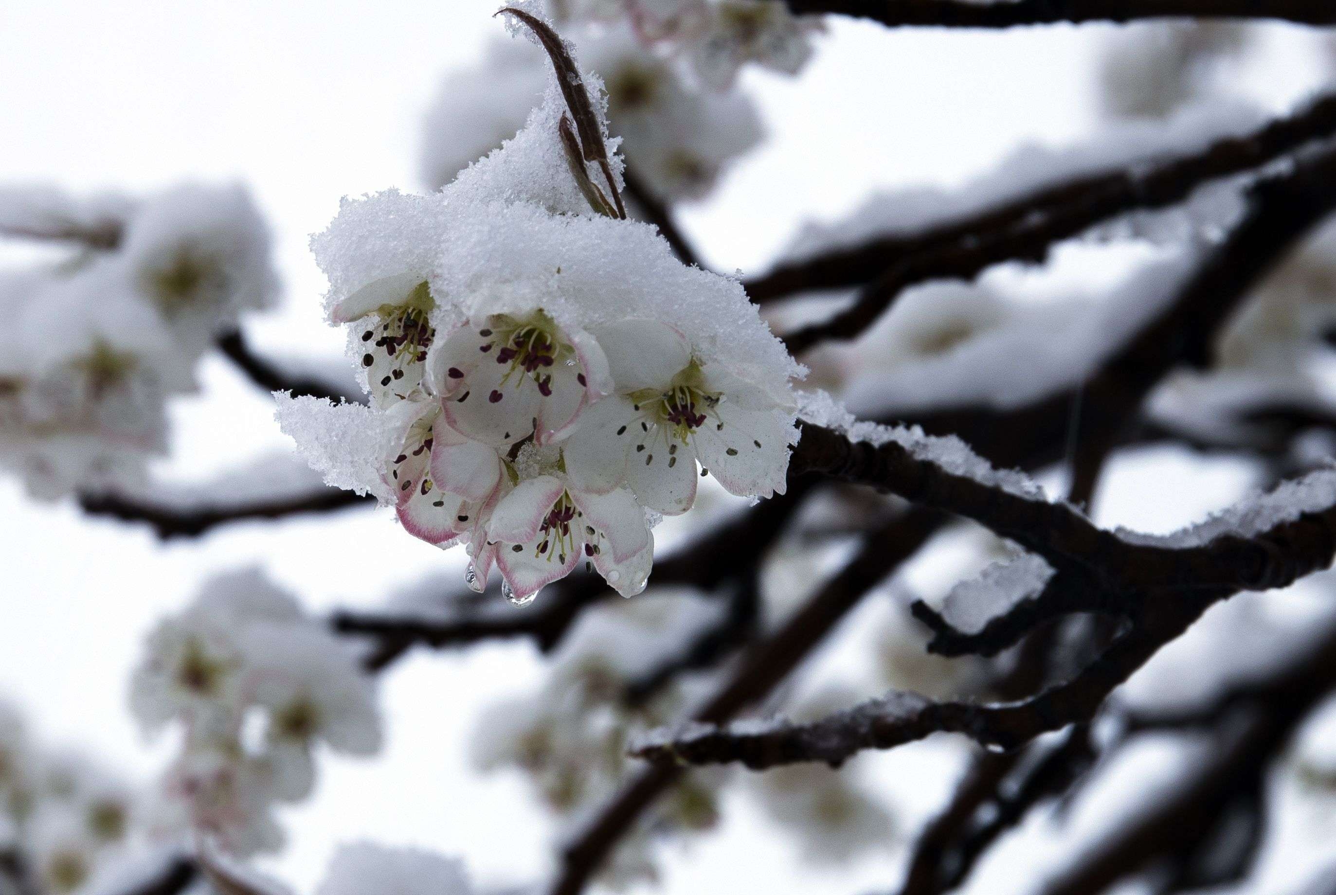 首发《梨花雪》