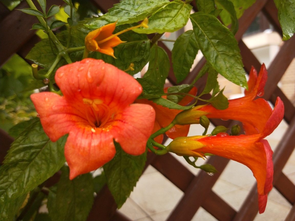 《凌霄花》作者:这把伞 朗诵:万里雪