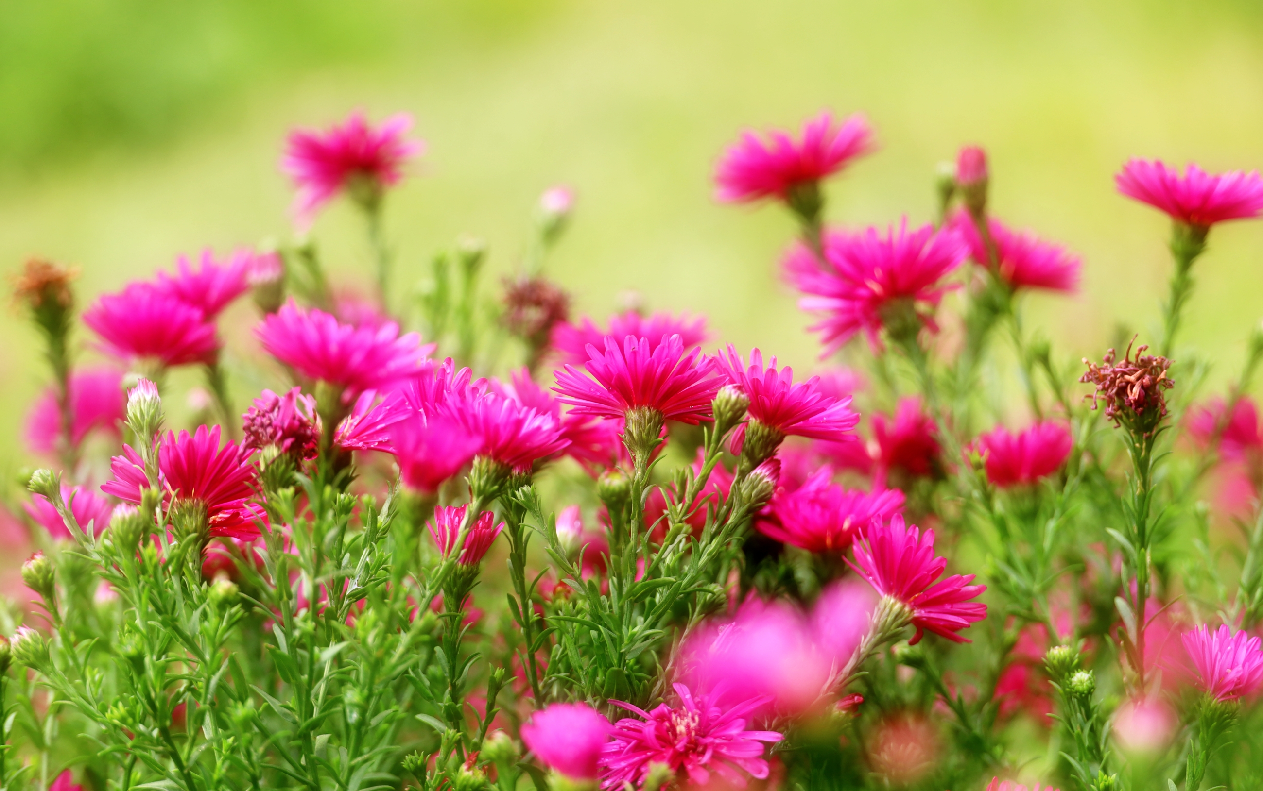 开在秋日的荷兰菊