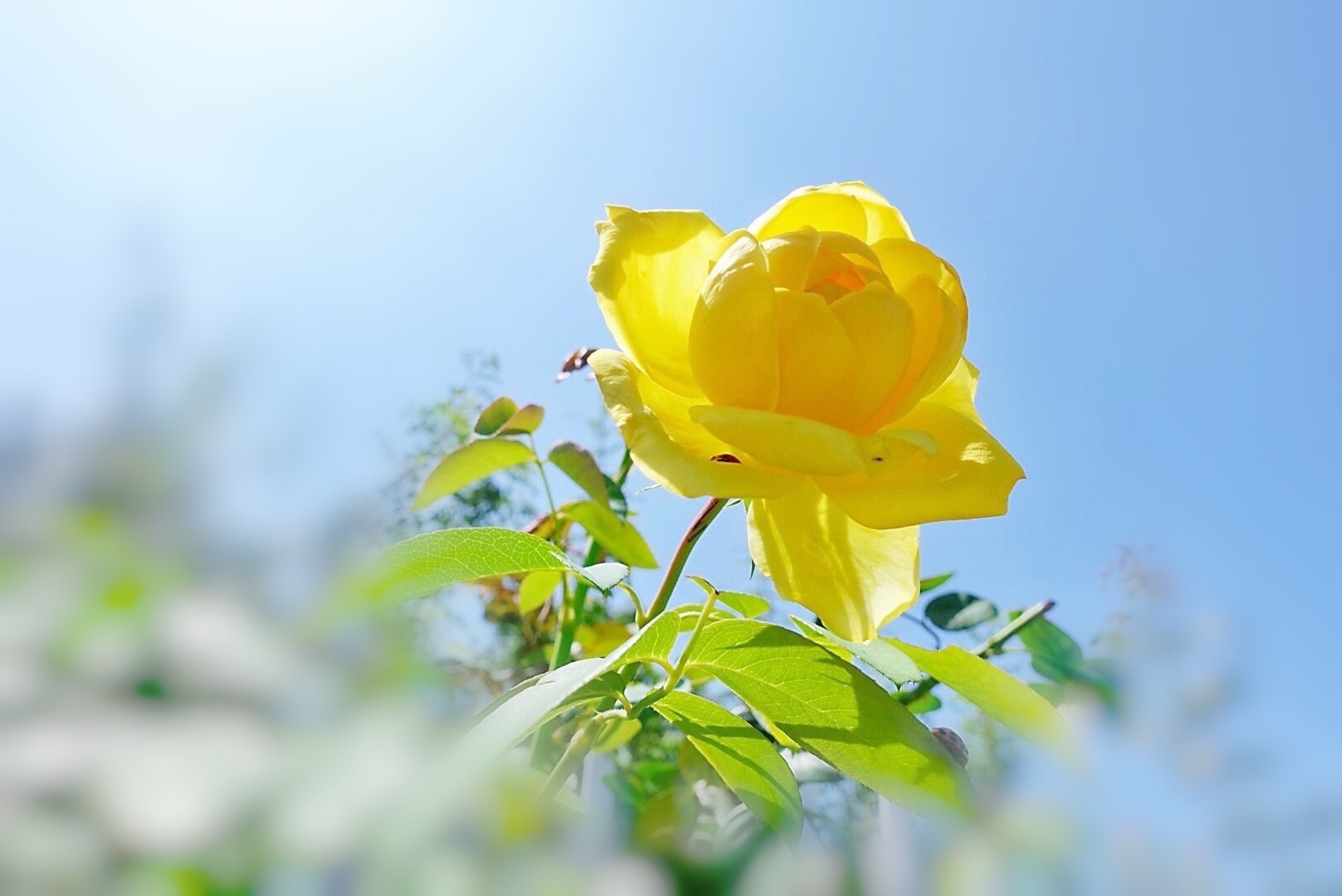 阳光下的月季花首发