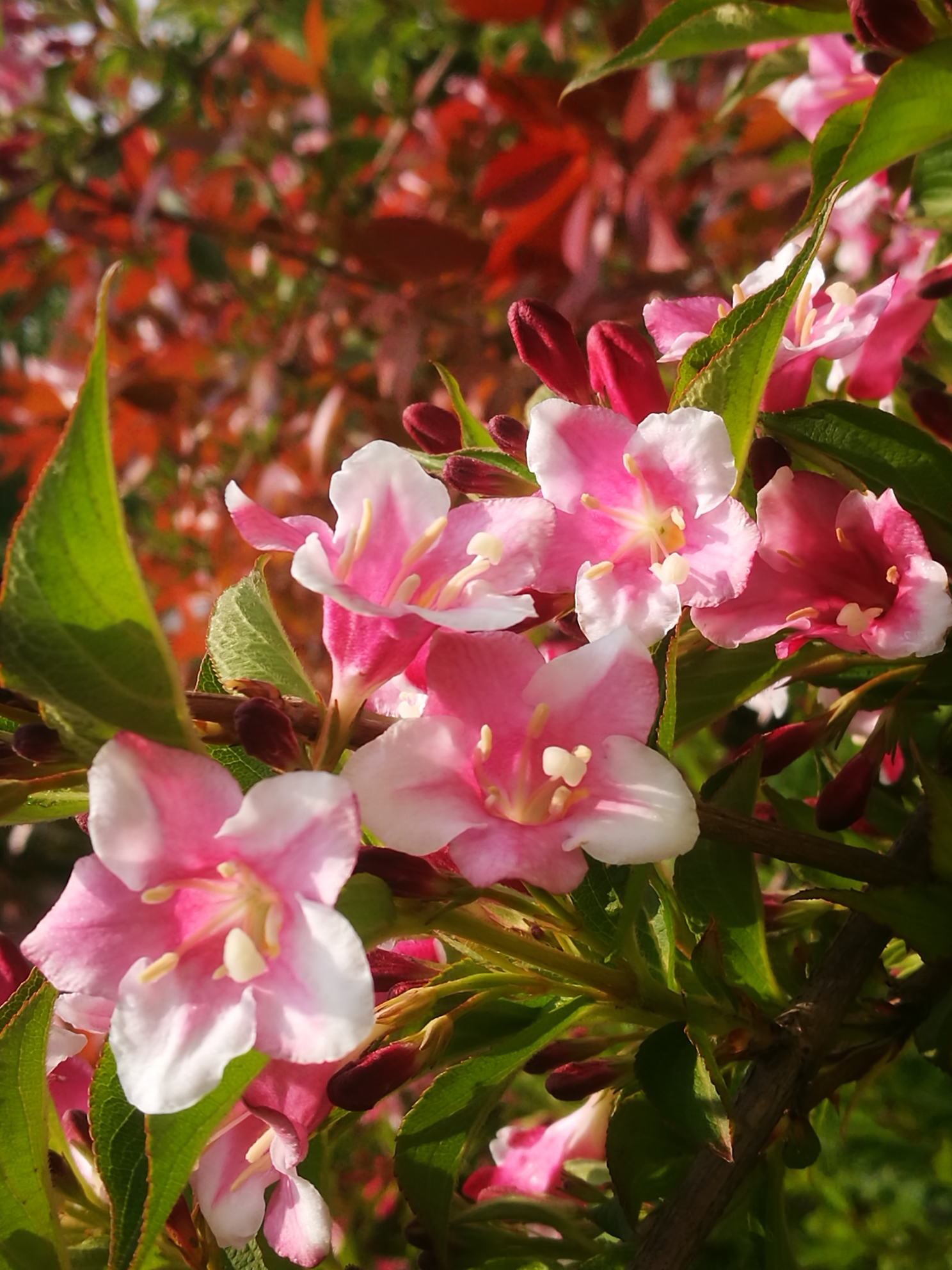 【锦带花】花语:前程似锦,绚烂和美丽.