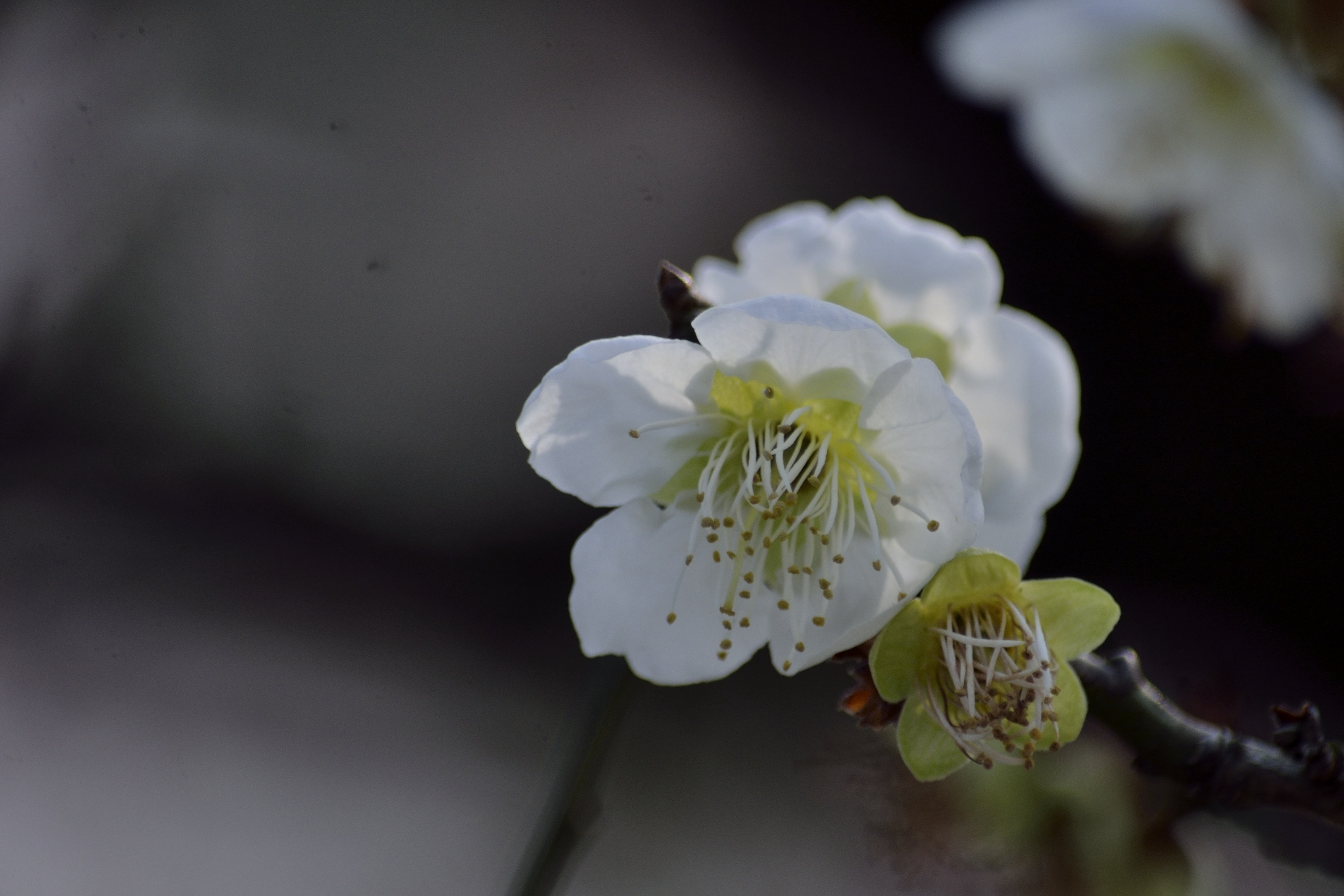 梅花系列一小绿萼梅(首发)