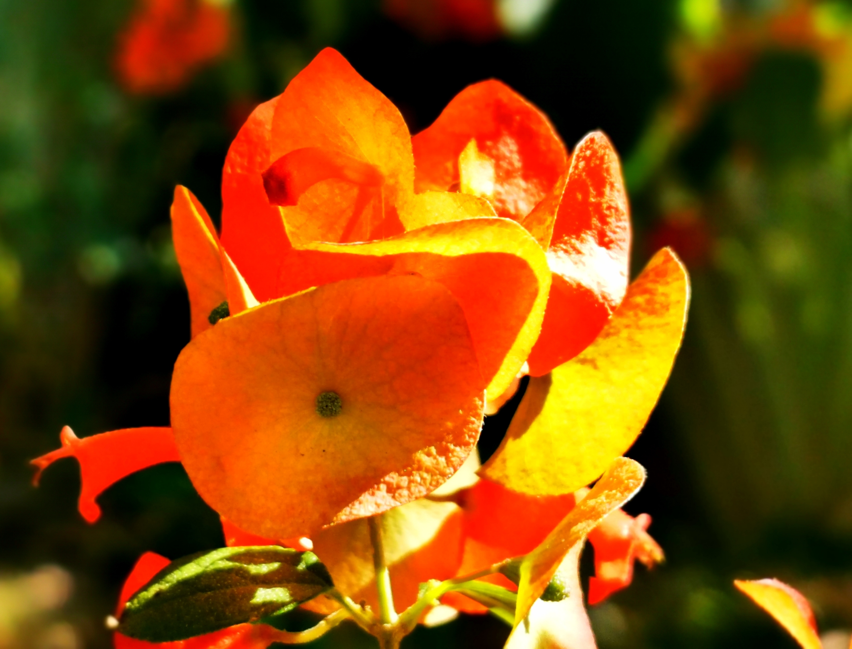 首发今日冬红更红