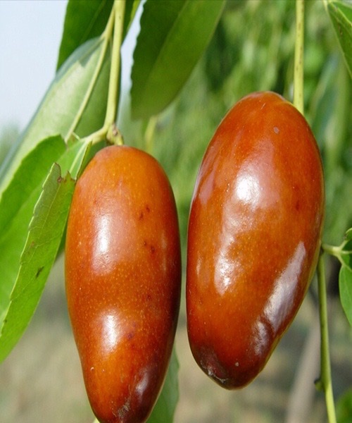 《水调歌头·枣颊上秋色》