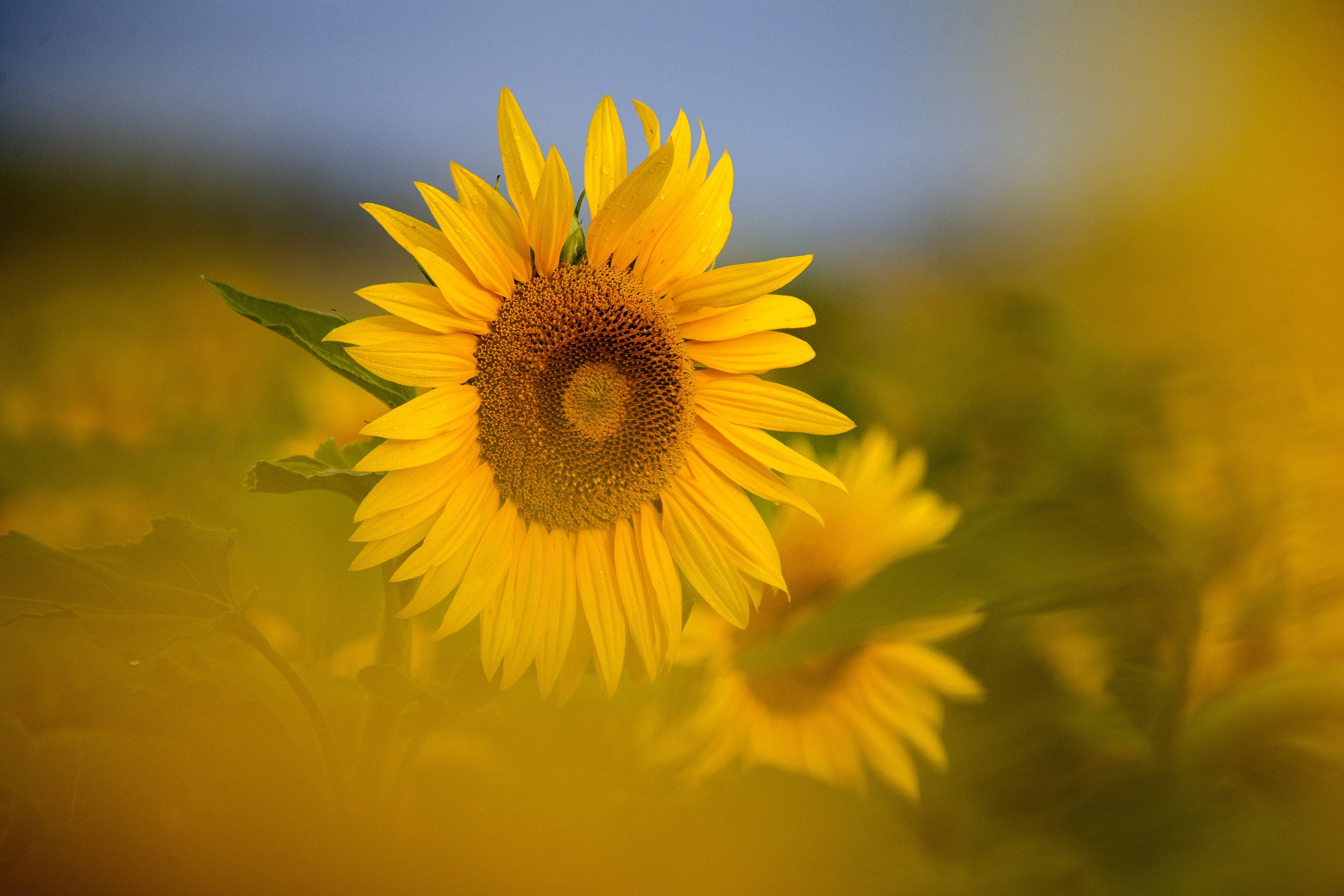 更无聊絮因风起唯有葵花向日倾