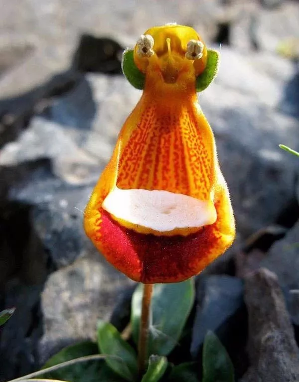 罕见的花卉欣赏