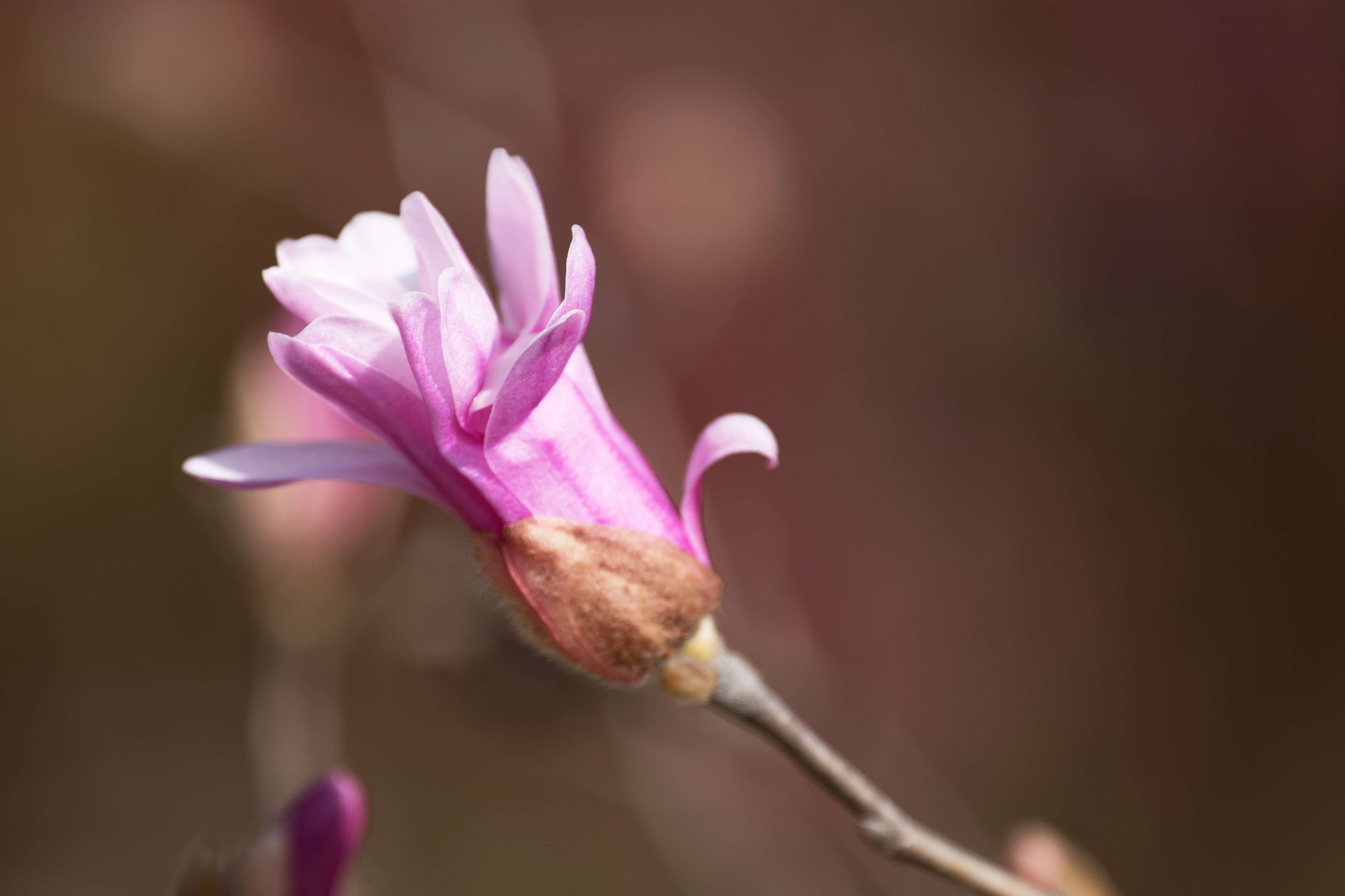 (首发)星花木兰3