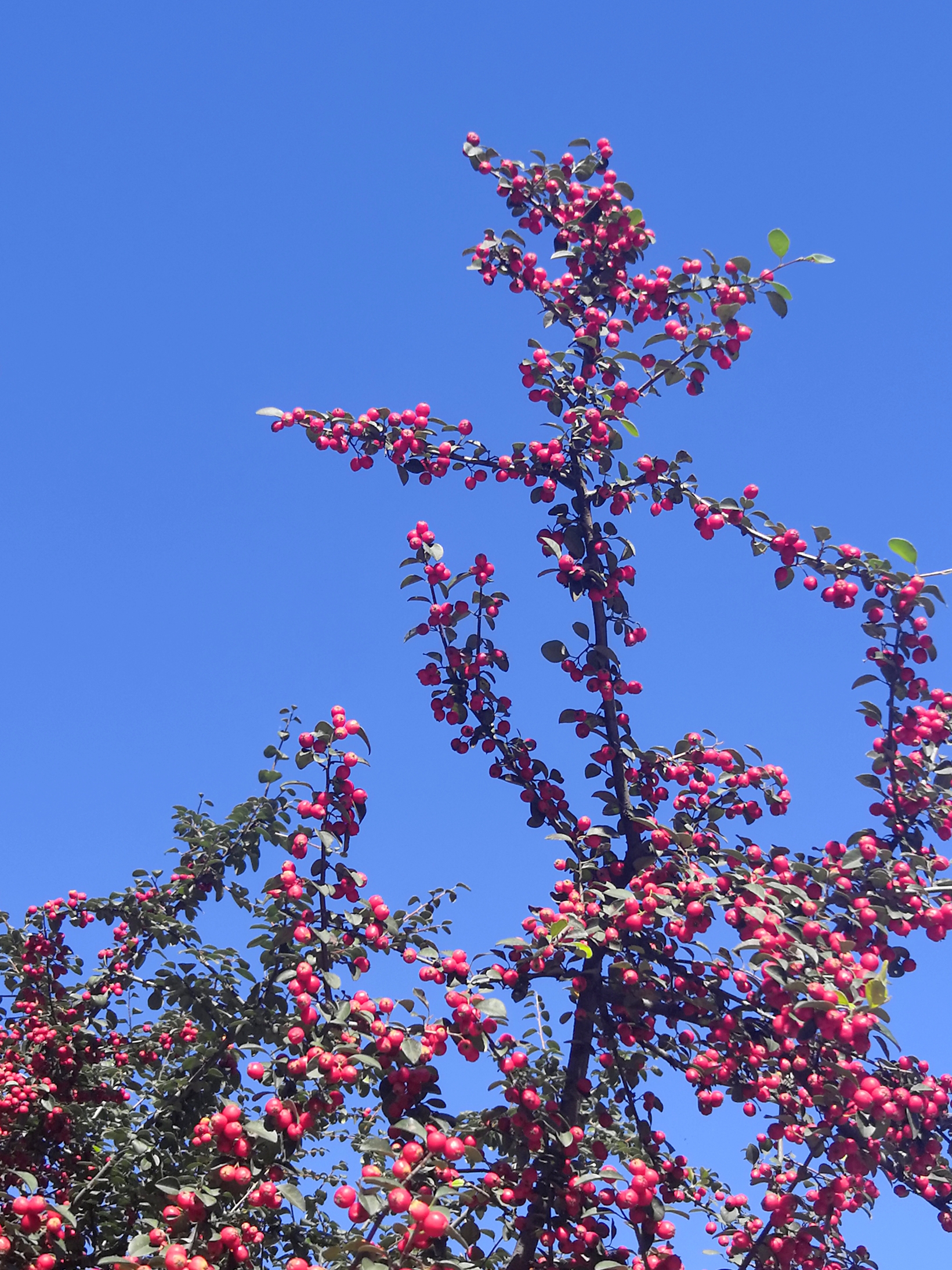 水栒子61果实累累一树秋红首发