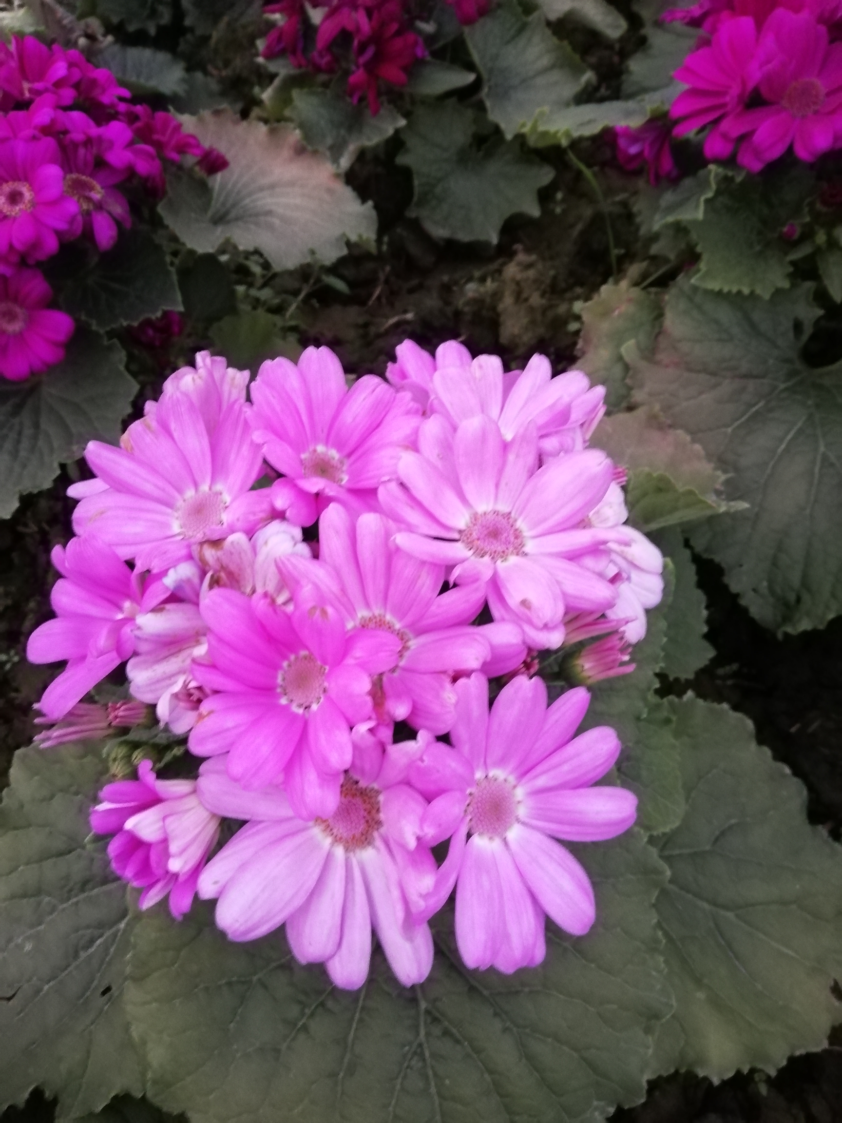 瓜叶菊